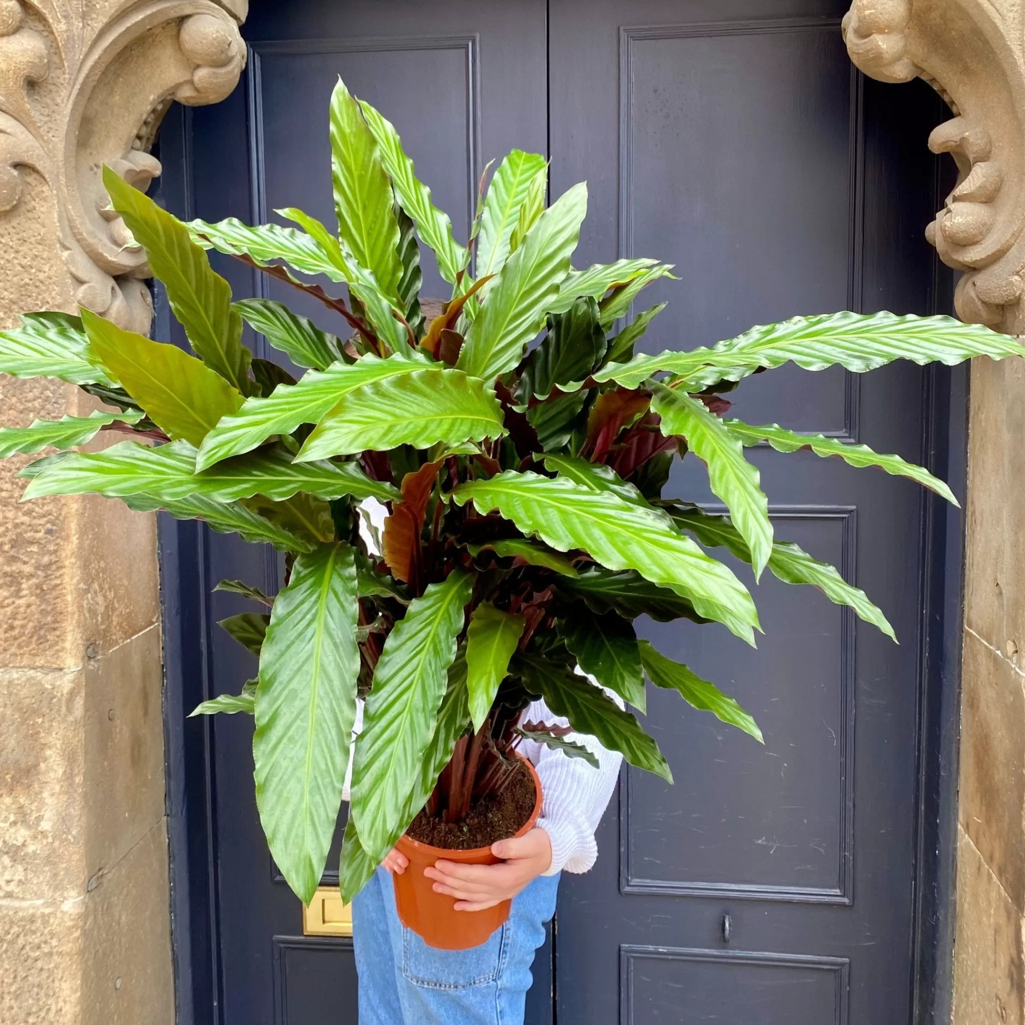 grow urban Calathea Rufibarba ‘Wavestar’- Calathea