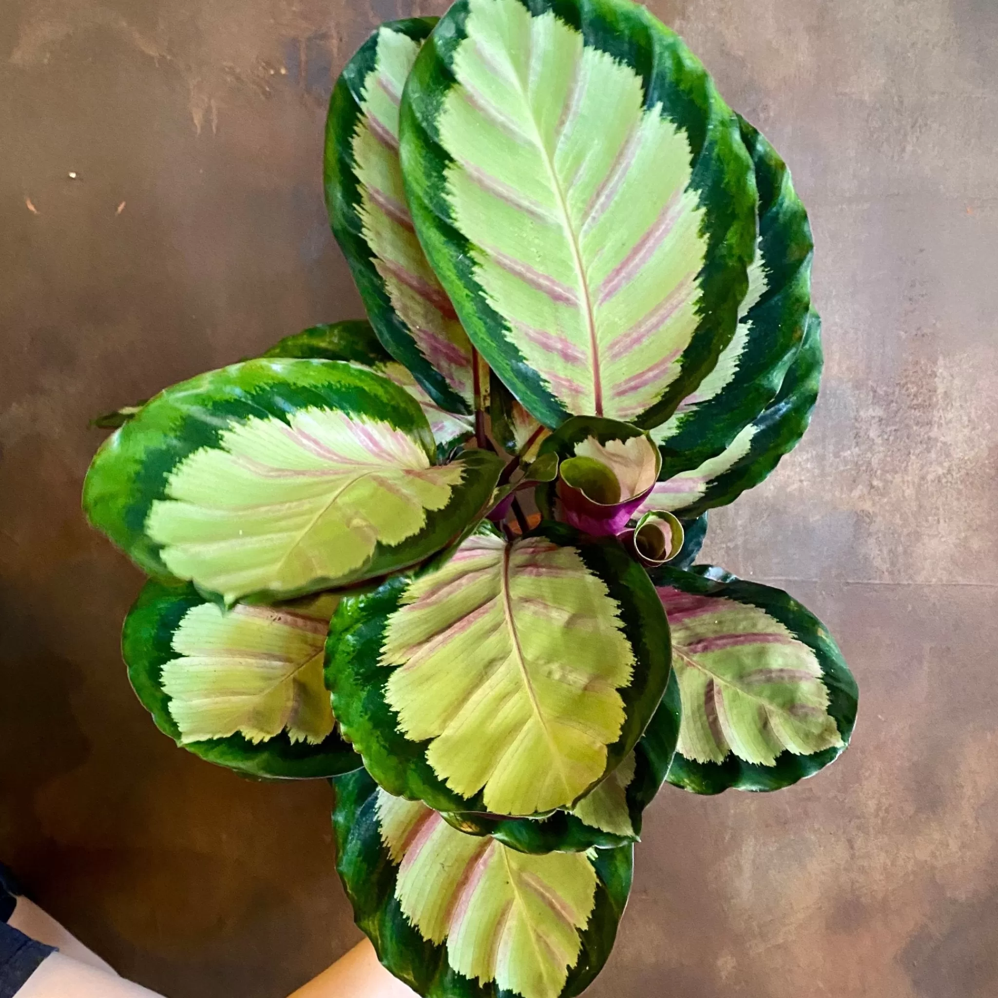 grow urban Calathea ‘Silvia’- Calathea