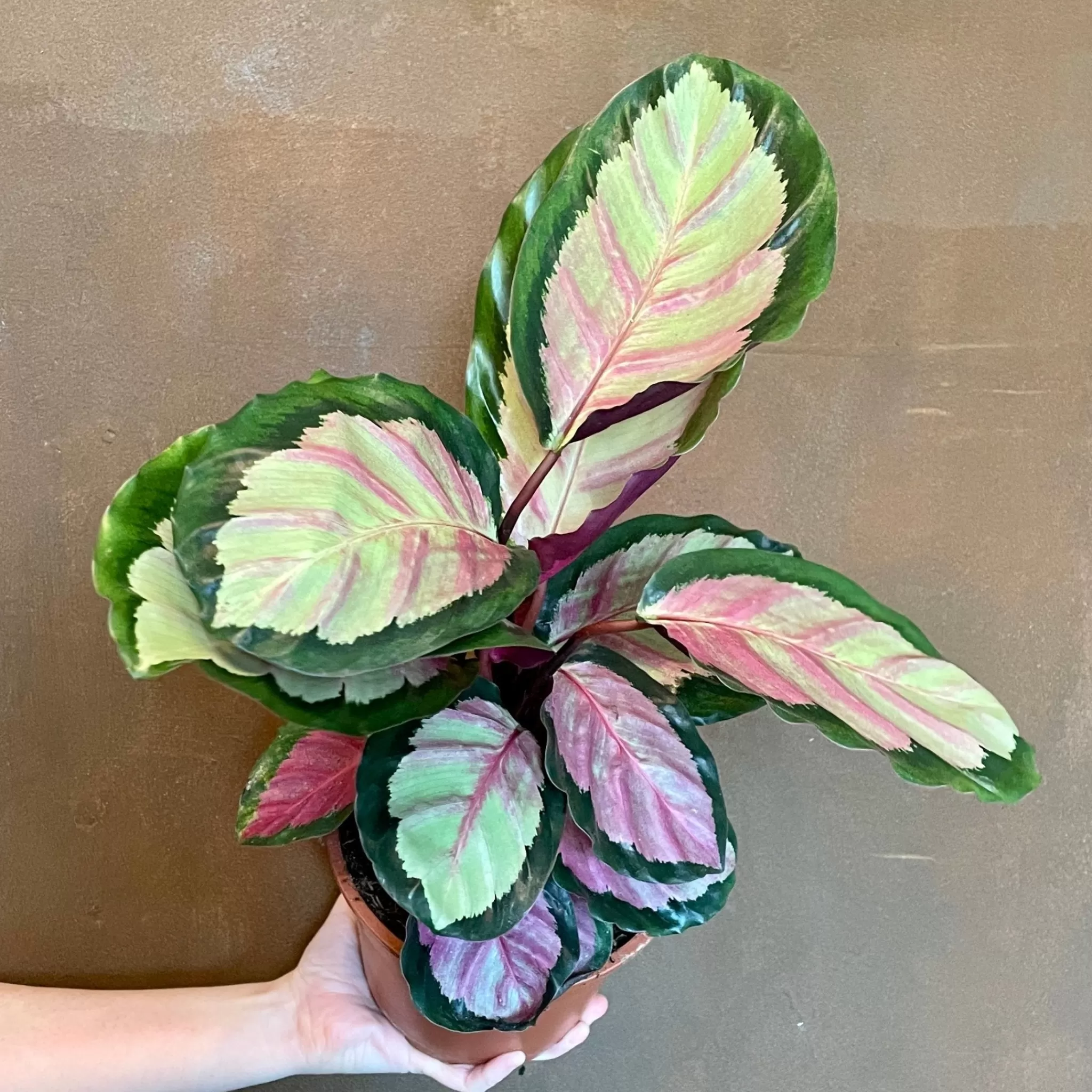 grow urban Calathea ‘Silvia’ (17cm Pot)- Calathea