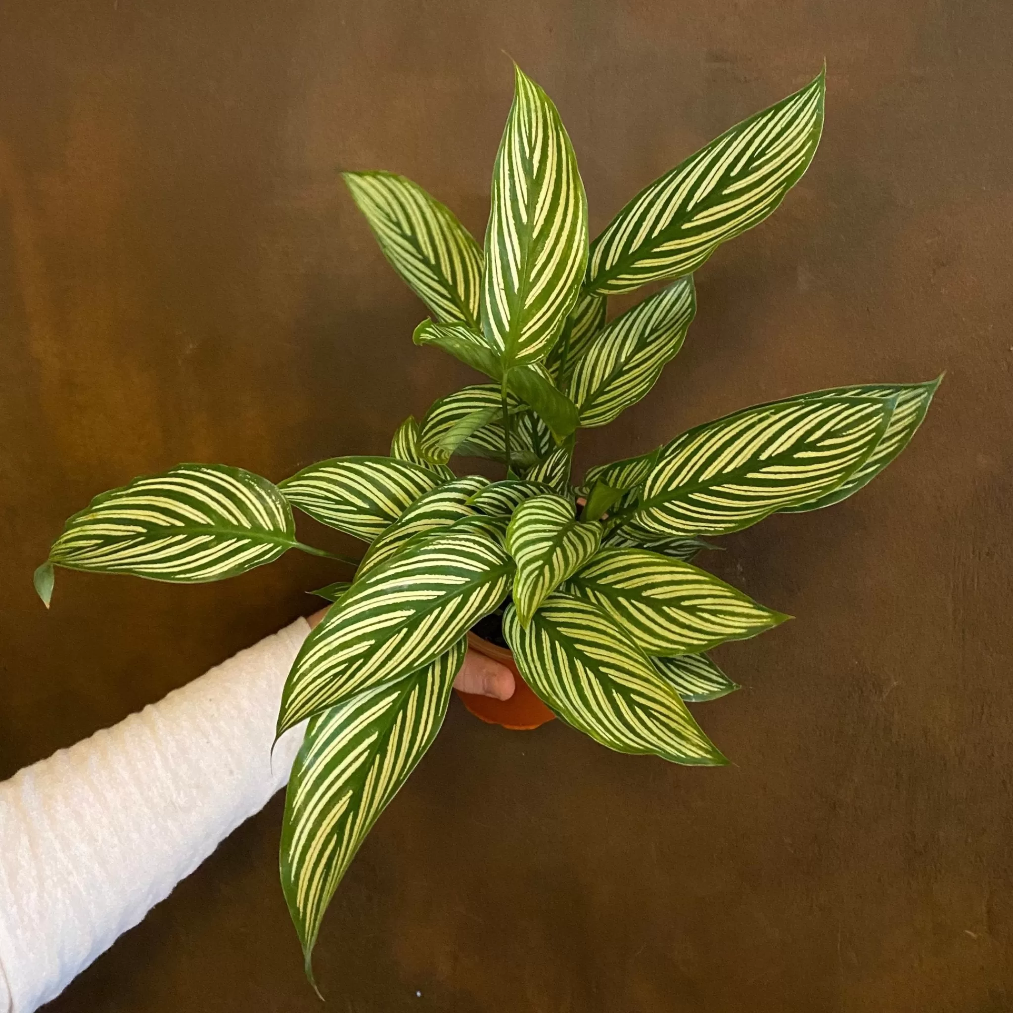 grow urban Calathea ‘Vitatta’- Calathea