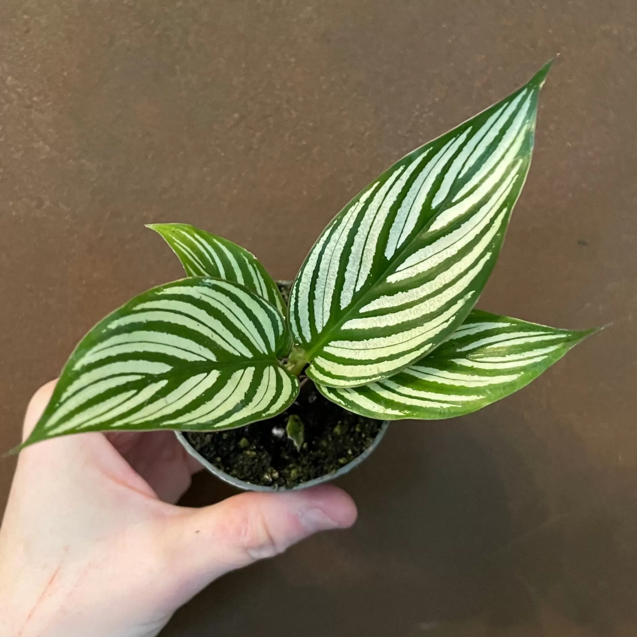 grow urban Calathea ‘Vitatta’ (6cm Pot)- Calathea