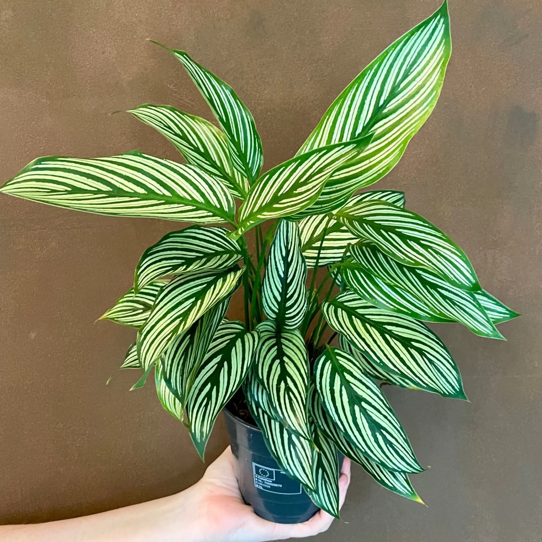 grow urban Calathea ‘Vittata’- Calathea