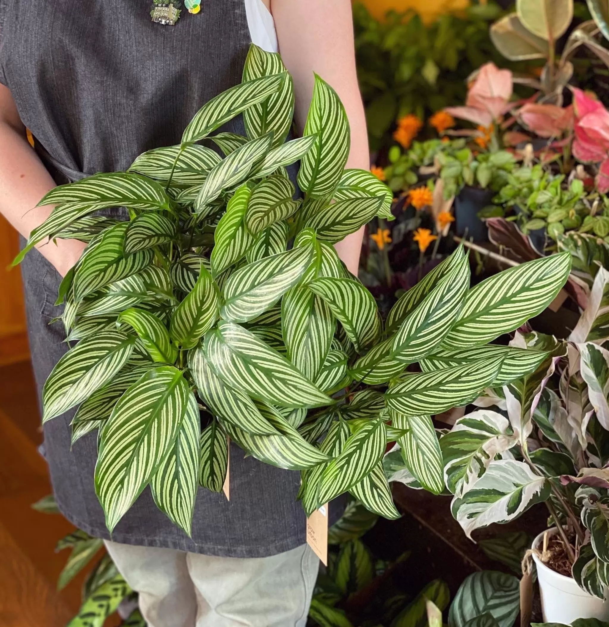 grow urban Calathea ‘Vittata’- Calathea