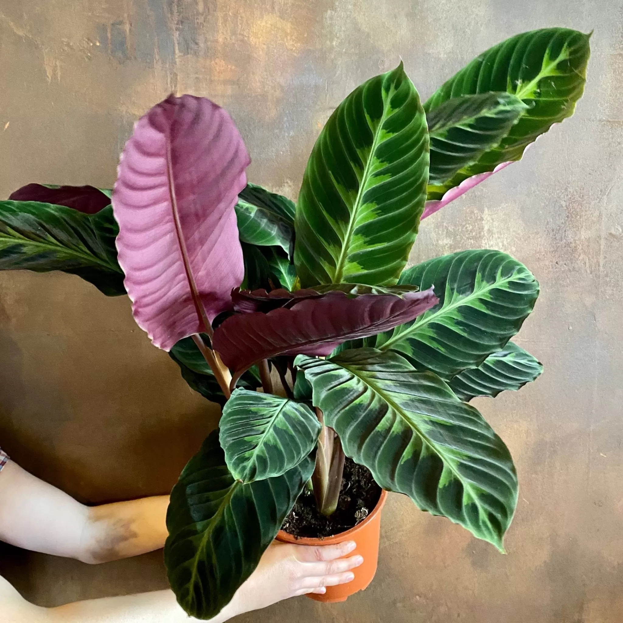 grow urban Calathea Warscewiczii- Calathea