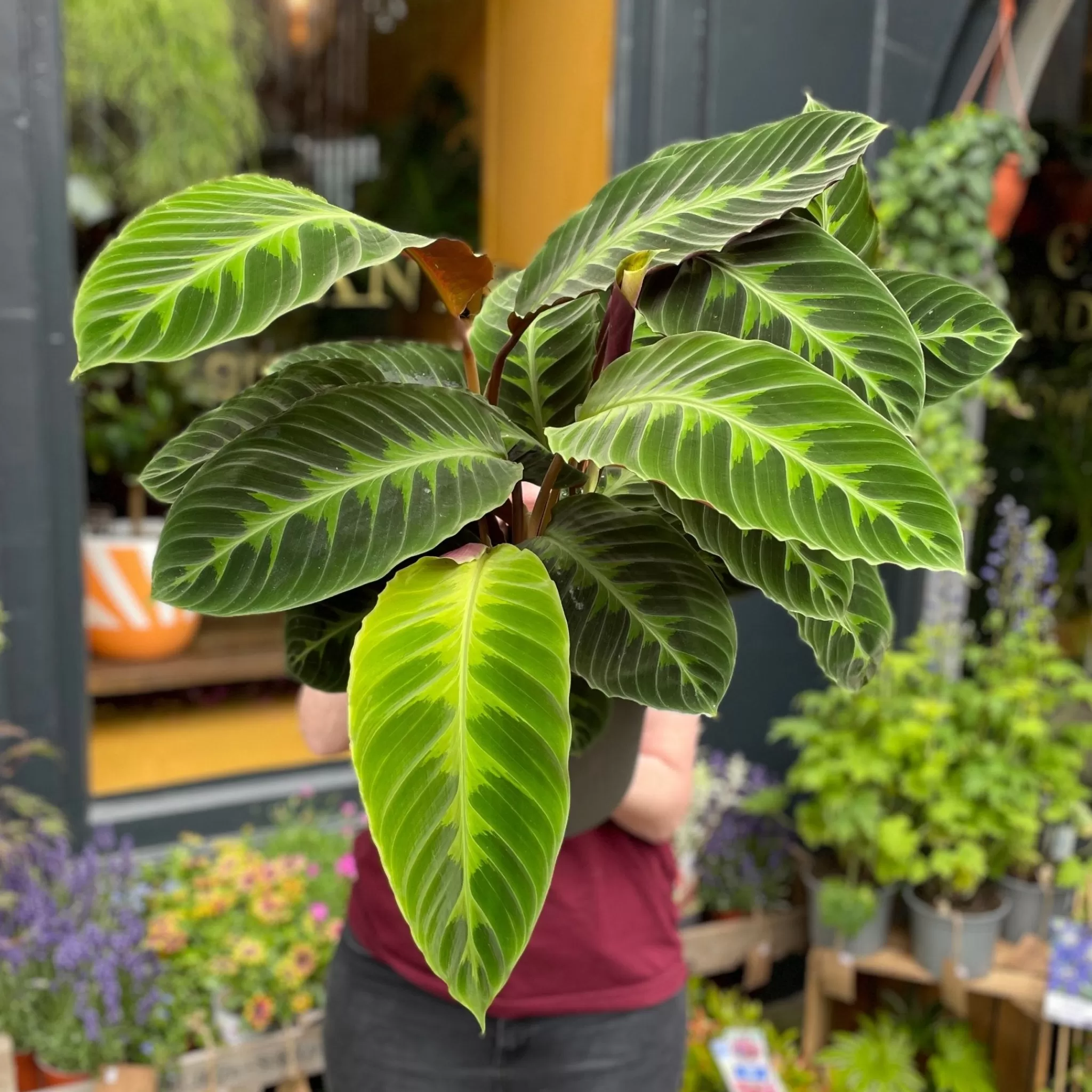 grow urban Calathea Warscewiczii- Calathea