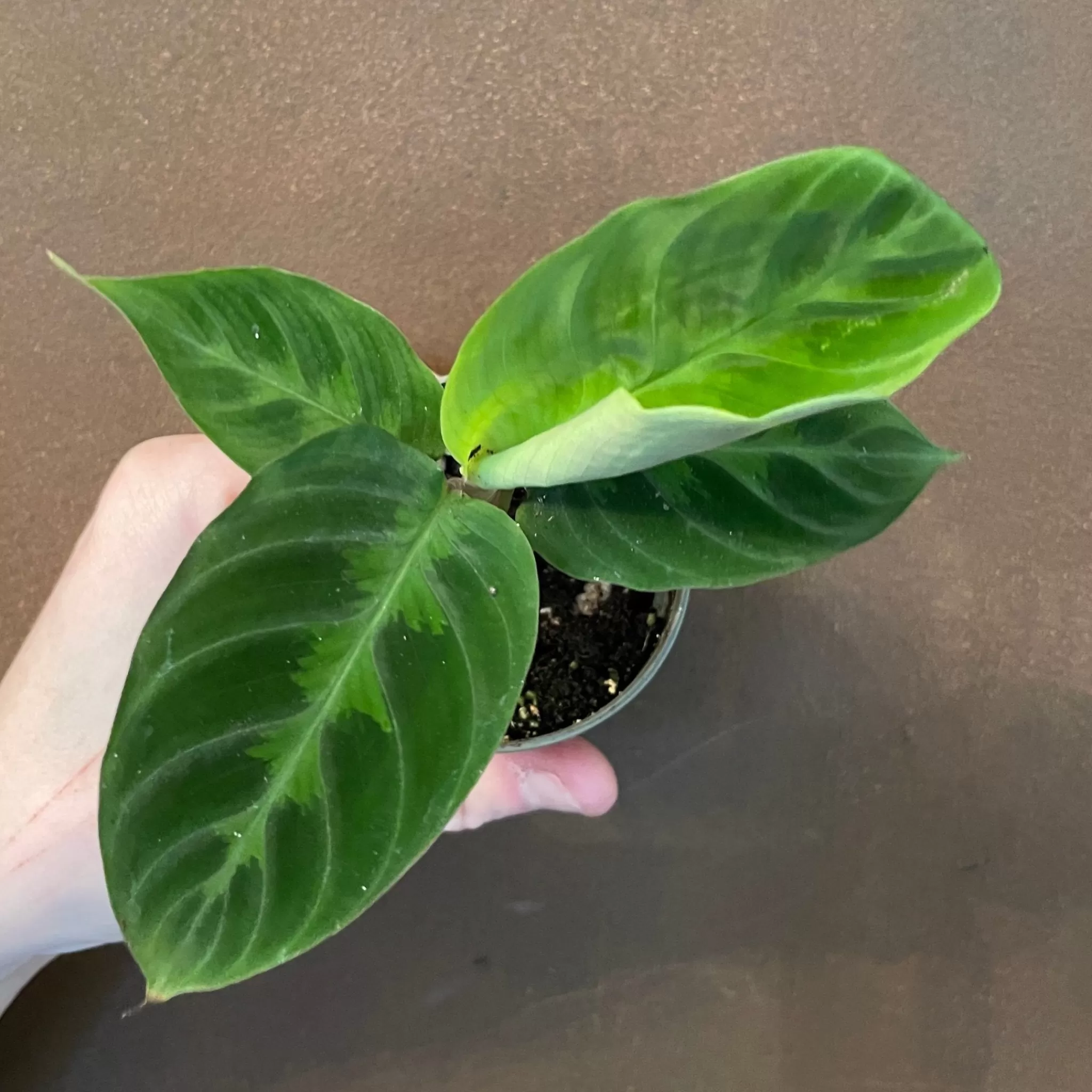grow urban Calathea Warscewiczii (6cm Pot)- Calathea
