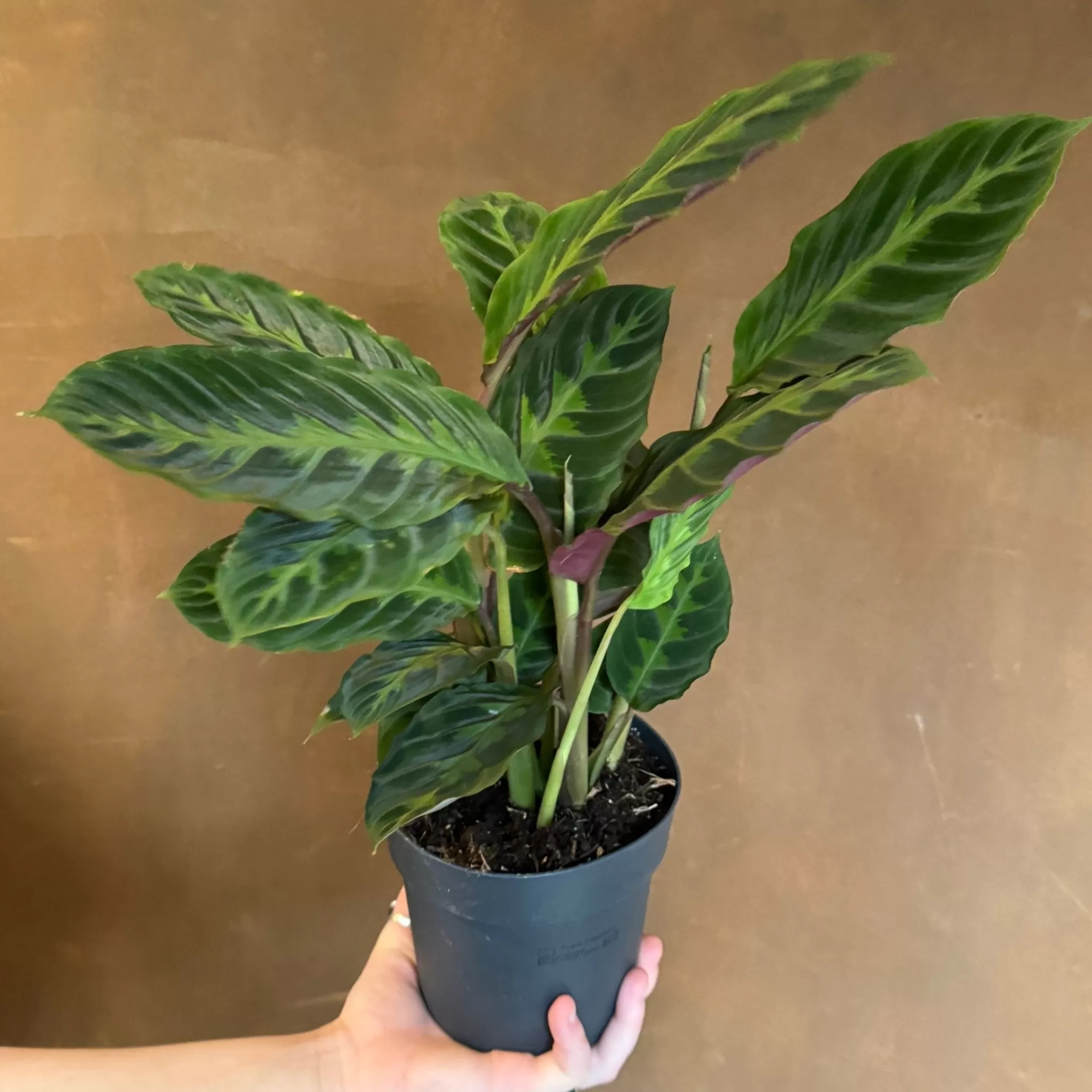 grow urban Calathea Warscewiczii (14cm Pot)- Calathea