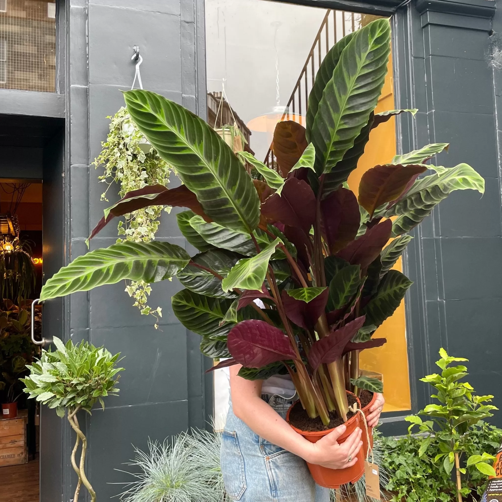 grow urban Calathea Warscewiczii (21cm Pot)- Calathea