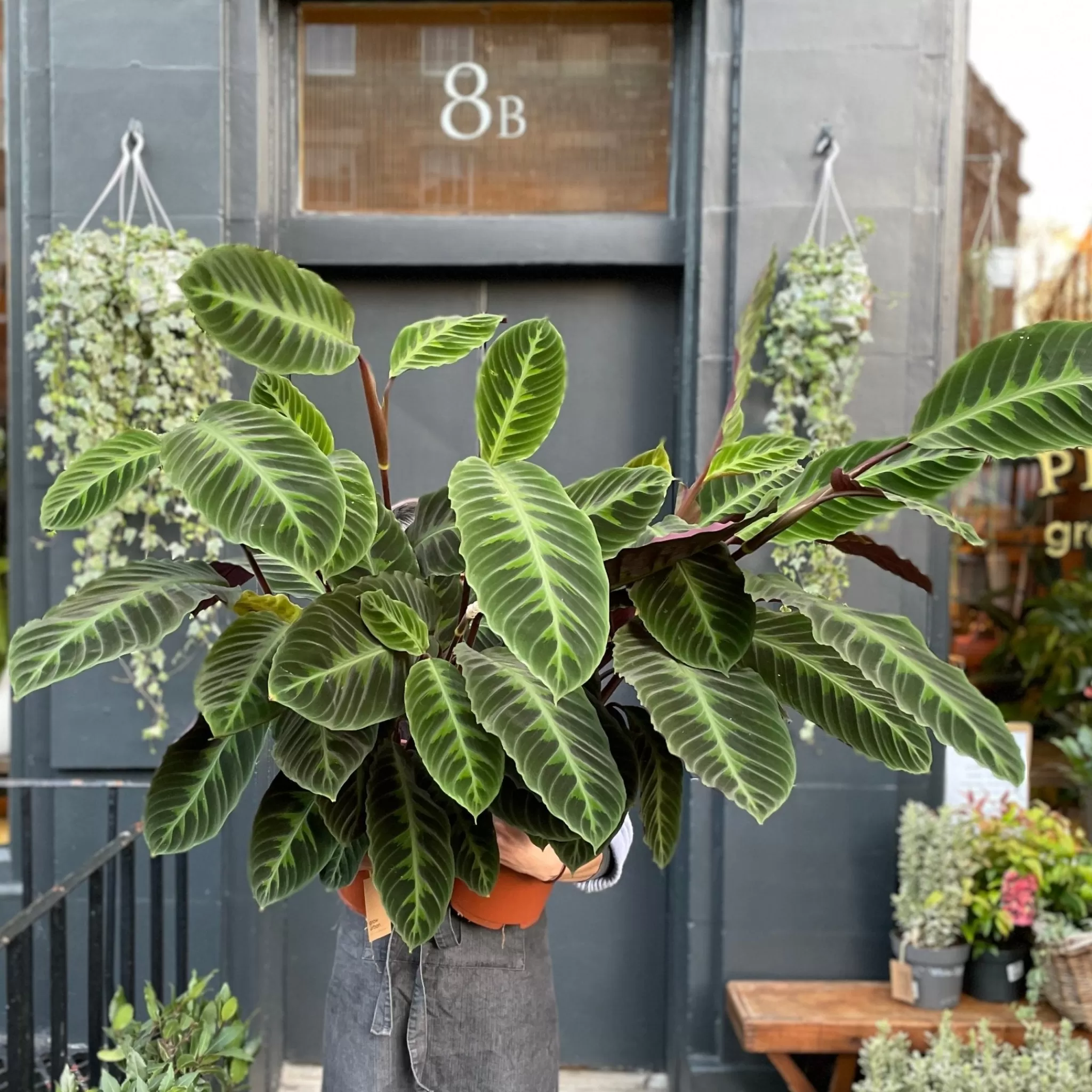 grow urban Calathea Warscewiczii (21cm Pot)- Calathea