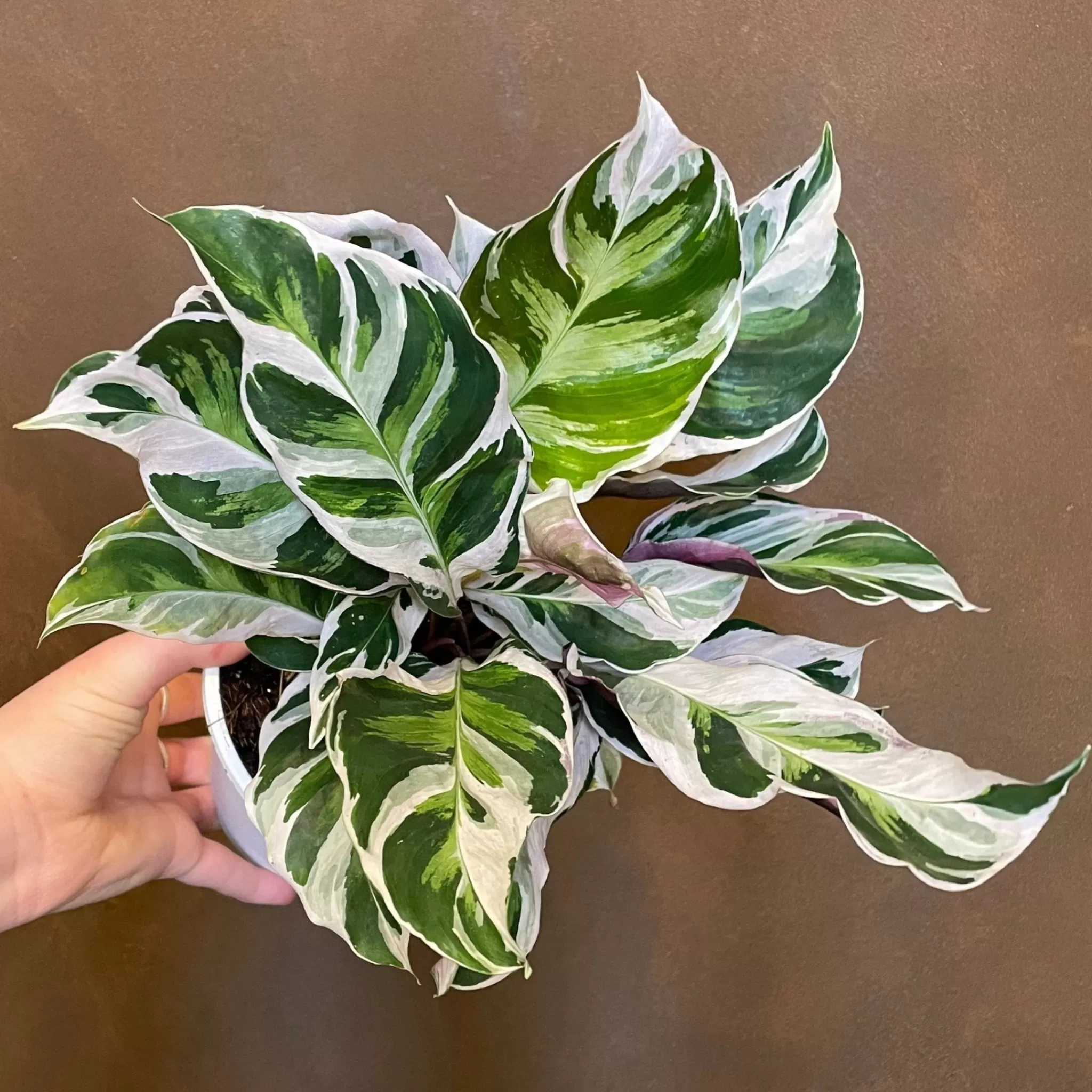 grow urban Calathea ‘White Fusion’- Calathea | Rarely Seen