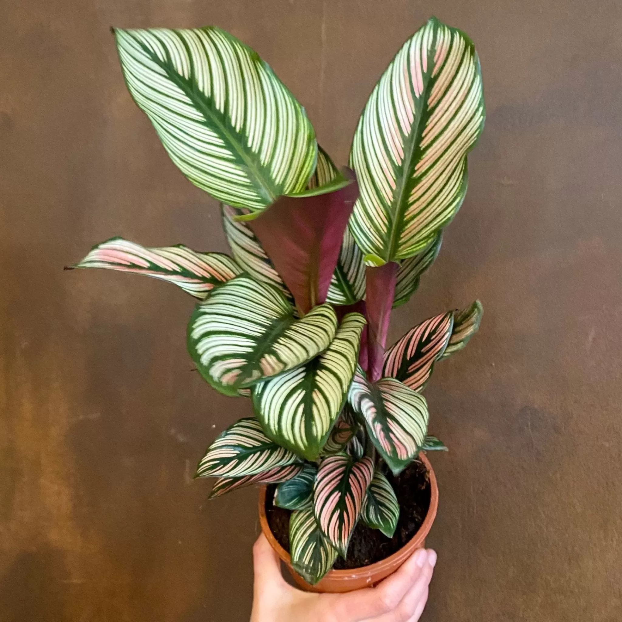 grow urban Calathea ‘Whitestar’- Calathea