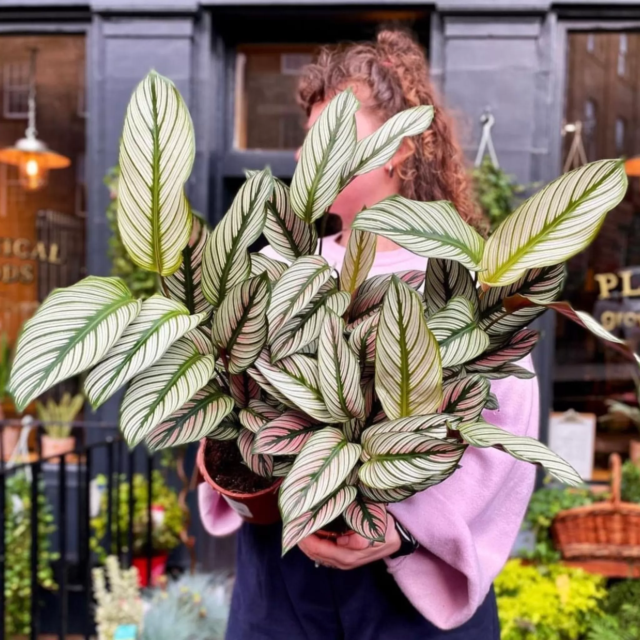 grow urban Calathea ‘Whitestar’- Calathea
