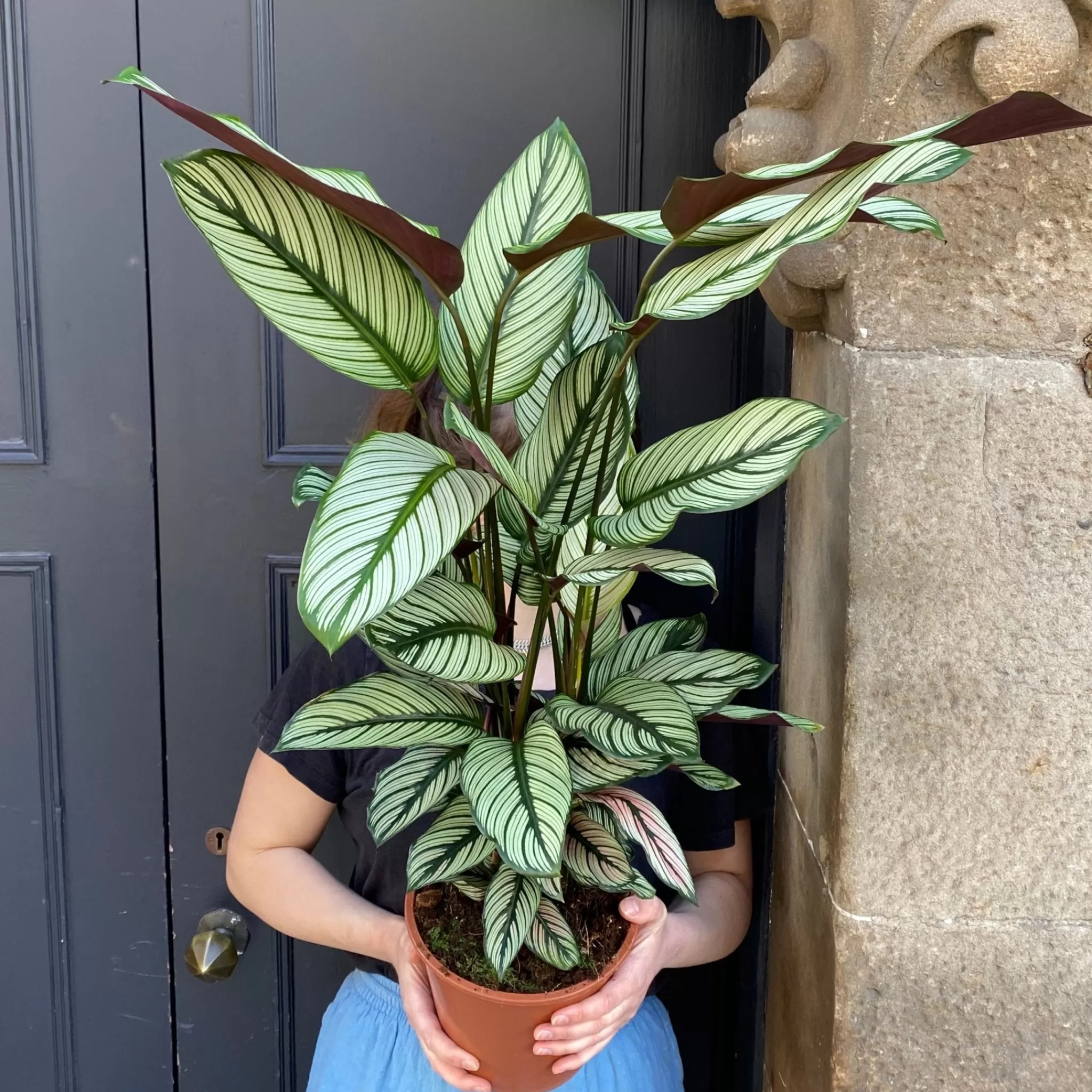 grow urban Calathea ‘Whitestar’ (19cm Pot)- Calathea