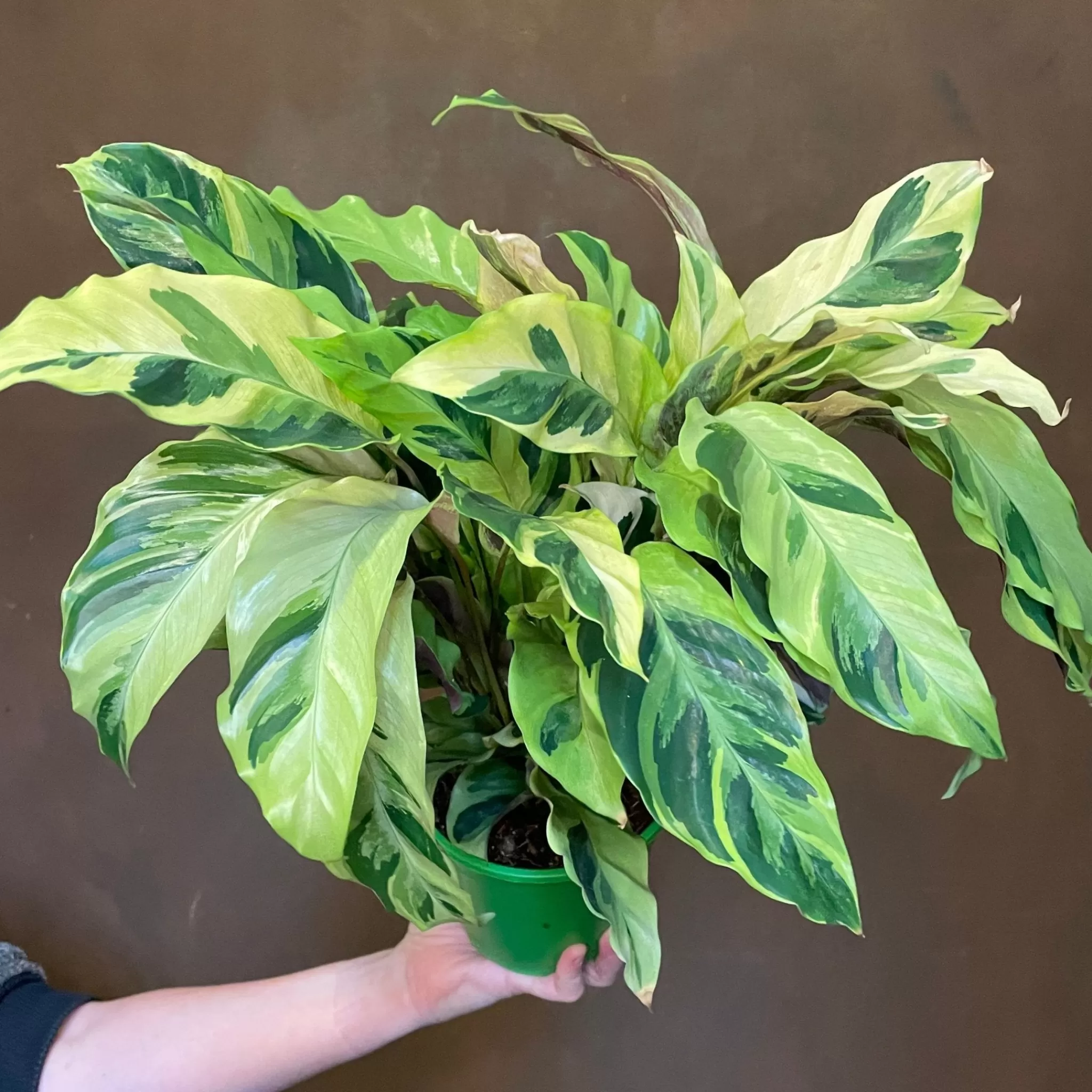 grow urban Calathea ‘Yellow Fusion’- Calathea