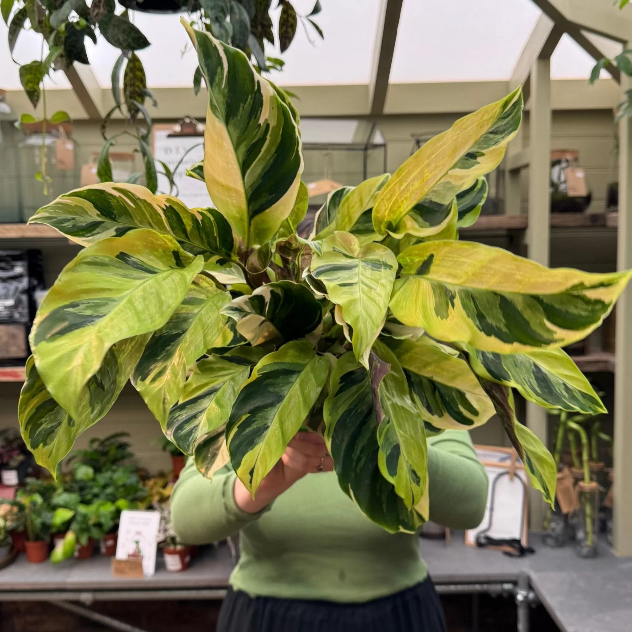 grow urban Calathea ‘Yellow Fusion’- Calathea