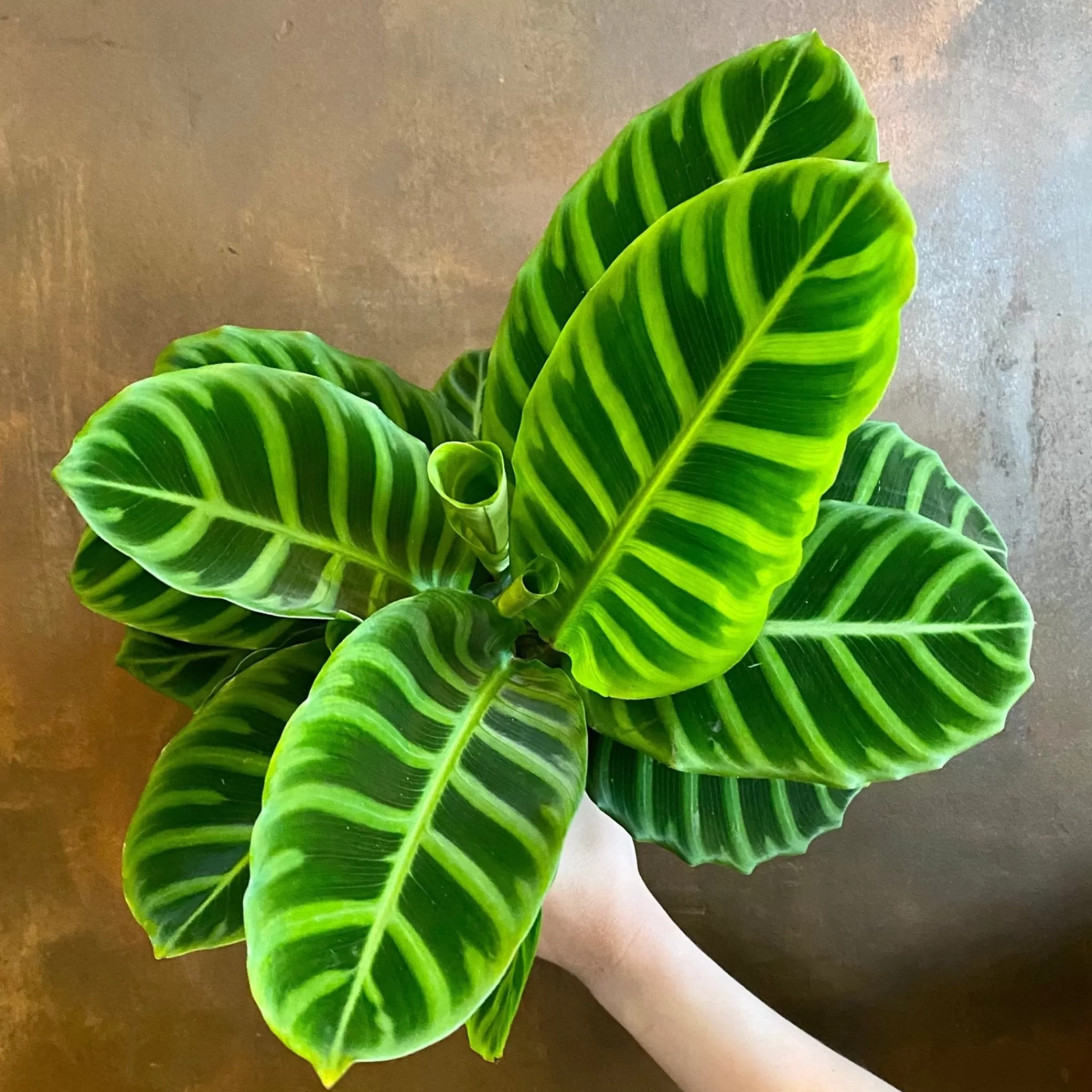 grow urban Calathea Zebrina (14cm Pot)- Calathea