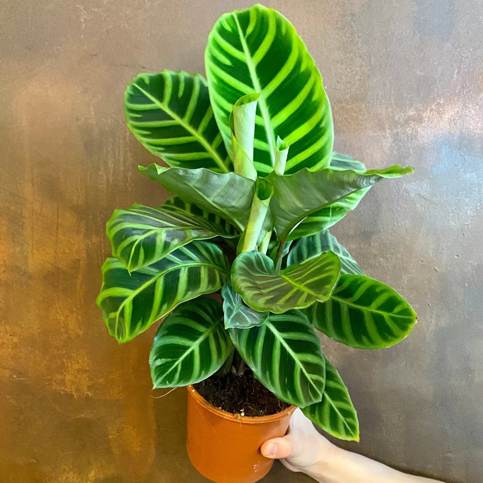 grow urban Calathea Zebrina (14cm Pot)- Calathea