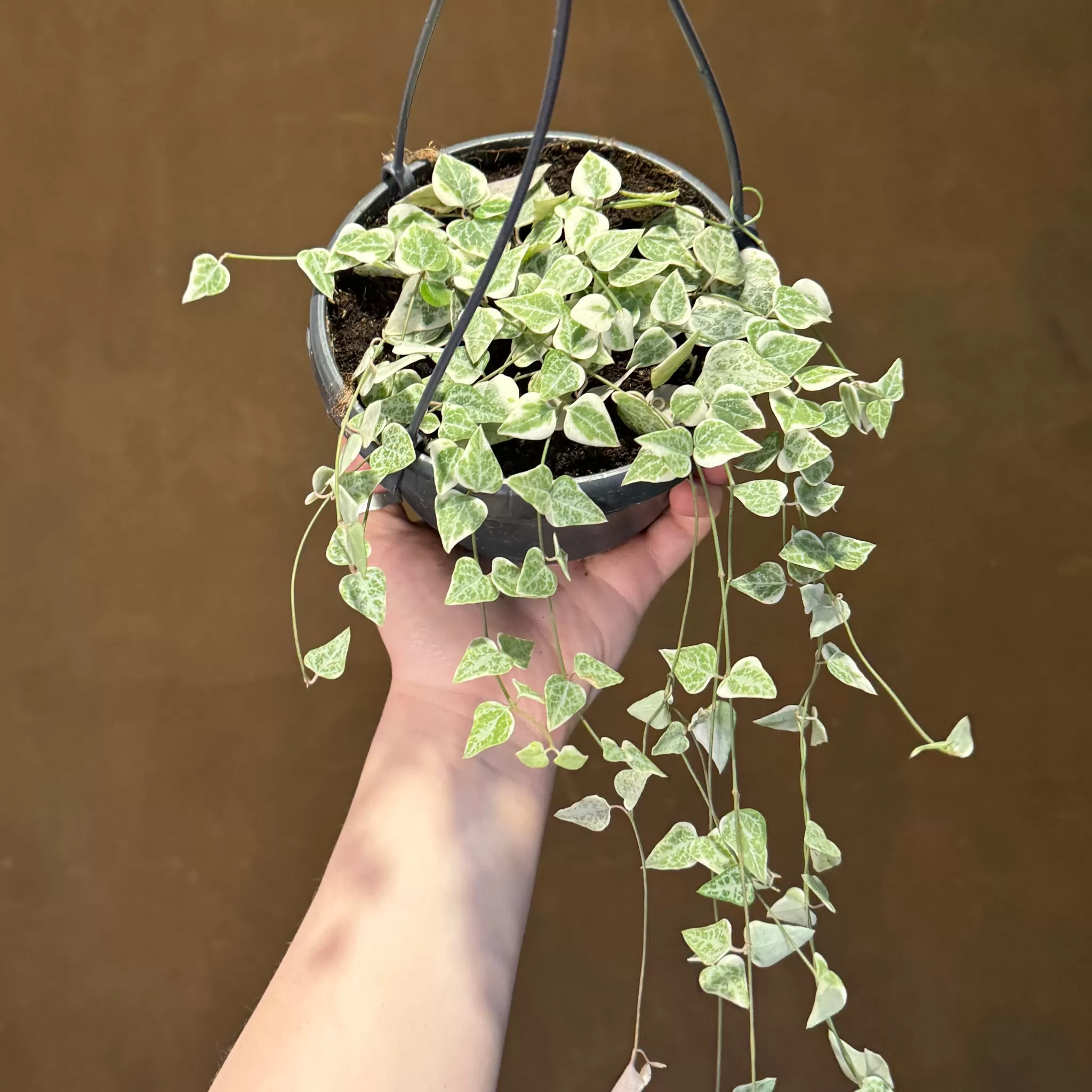 grow urban Ceropegia Linearis 'Merel'- Pet Friendly | Trailing & Hanging Plants