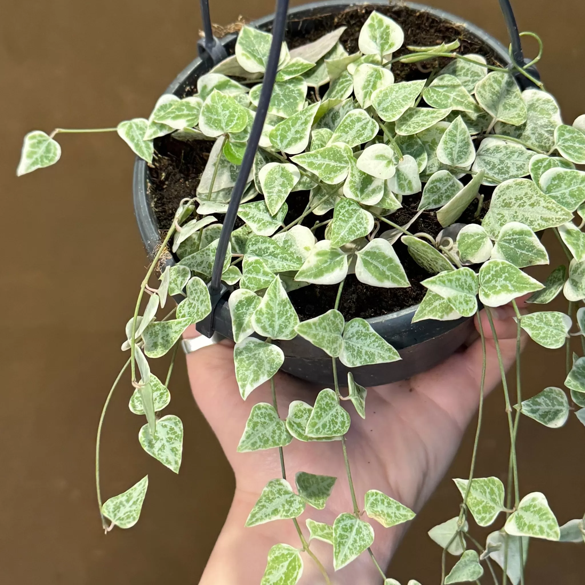 grow urban Ceropegia Linearis 'Merel'- Pet Friendly | Trailing & Hanging Plants