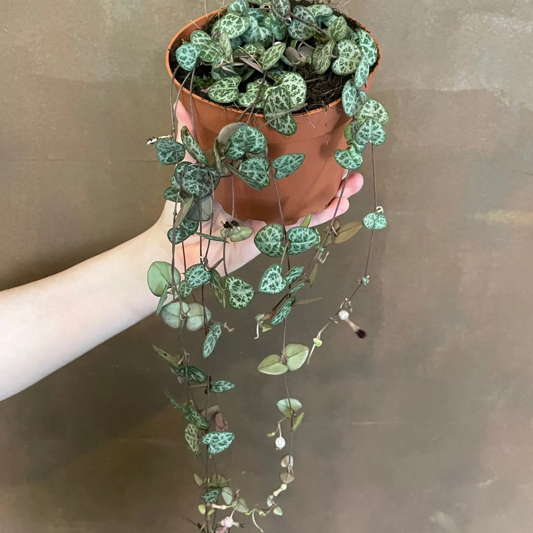 grow urban Ceropegia Woodii (12cm Pot)- Pet Friendly | Trailing & Hanging Plants