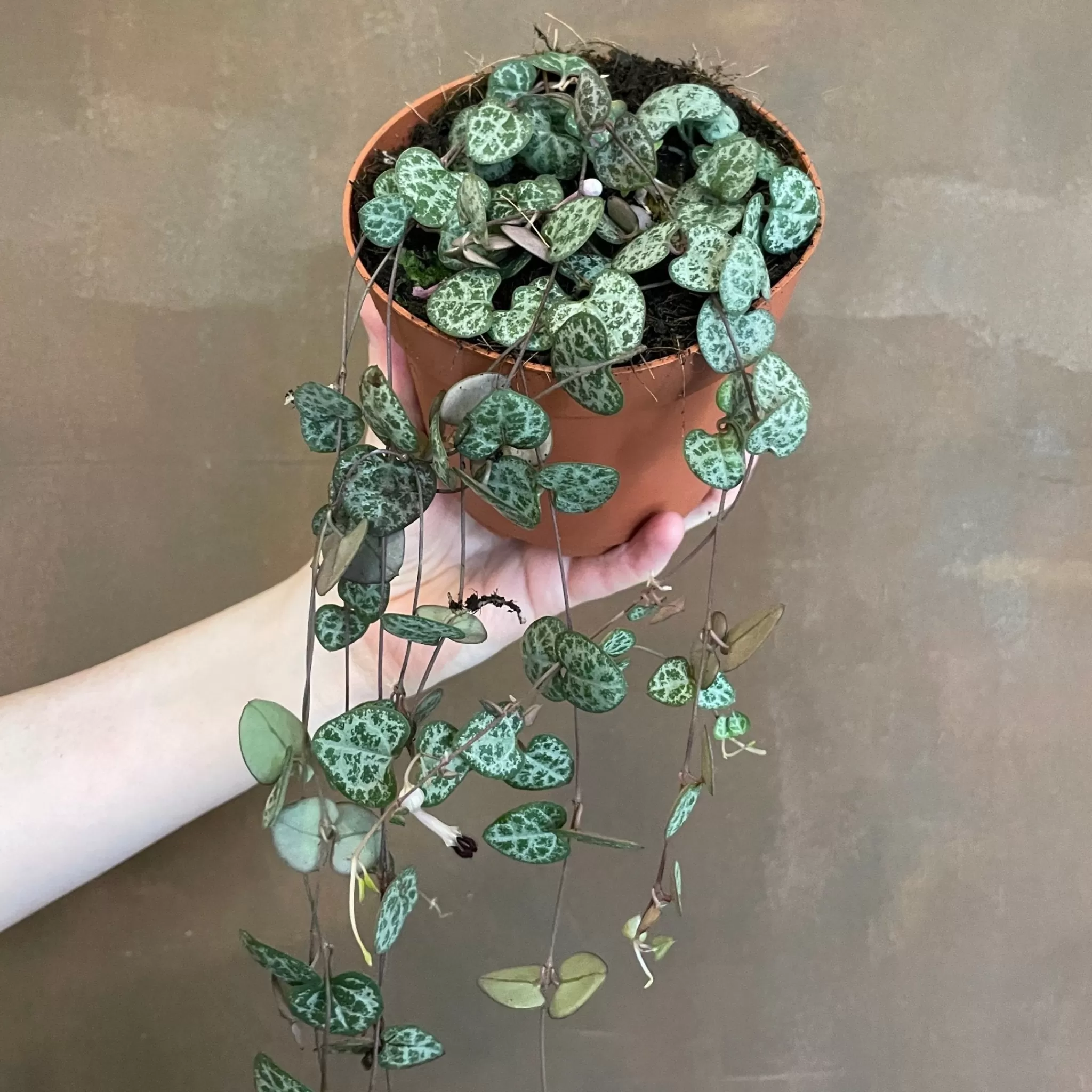 grow urban Ceropegia Woodii (12cm Pot)- Pet Friendly | Trailing & Hanging Plants