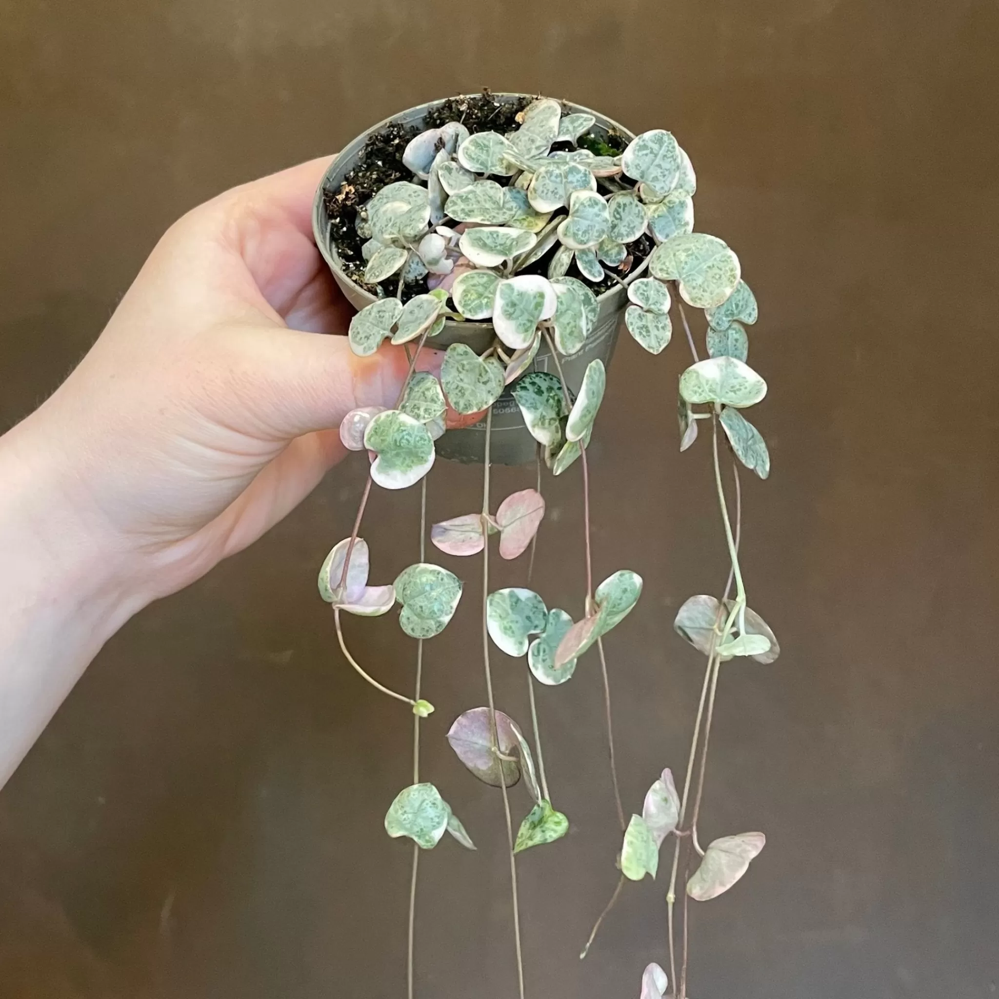 grow urban Ceropegia Woodii 'Variegata'- Pet Friendly | Trailing & Hanging Plants