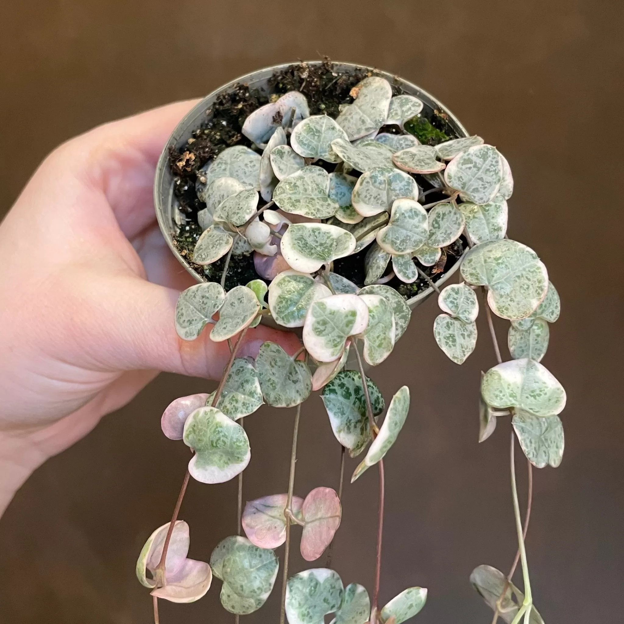 grow urban Ceropegia Woodii 'Variegata'- Pet Friendly | Trailing & Hanging Plants
