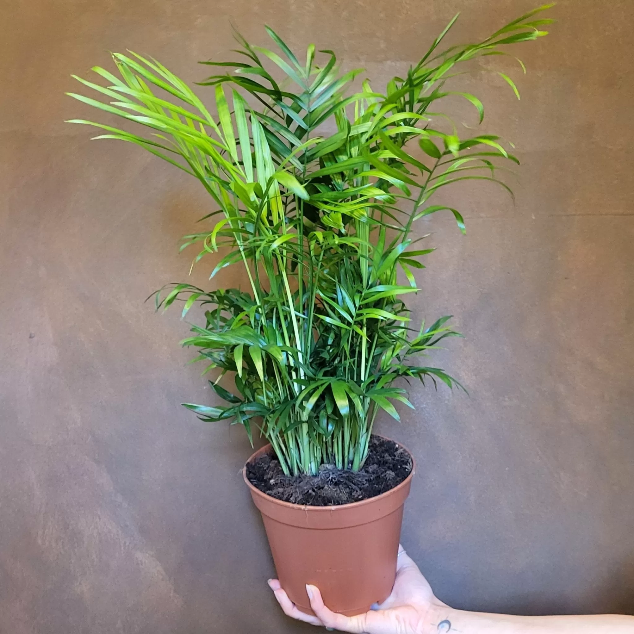 grow urban Chamaedorea Elegans (17cm Pot)- Top Air Purifying | Shade Tolerant