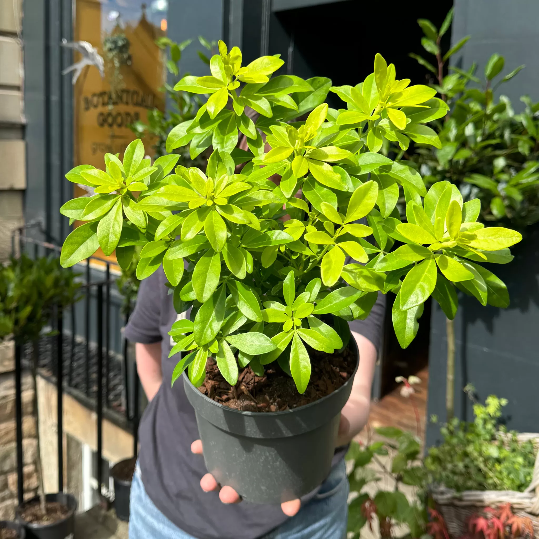 grow urban Choisya Ternata ‘Brica’- Outdoor Plants