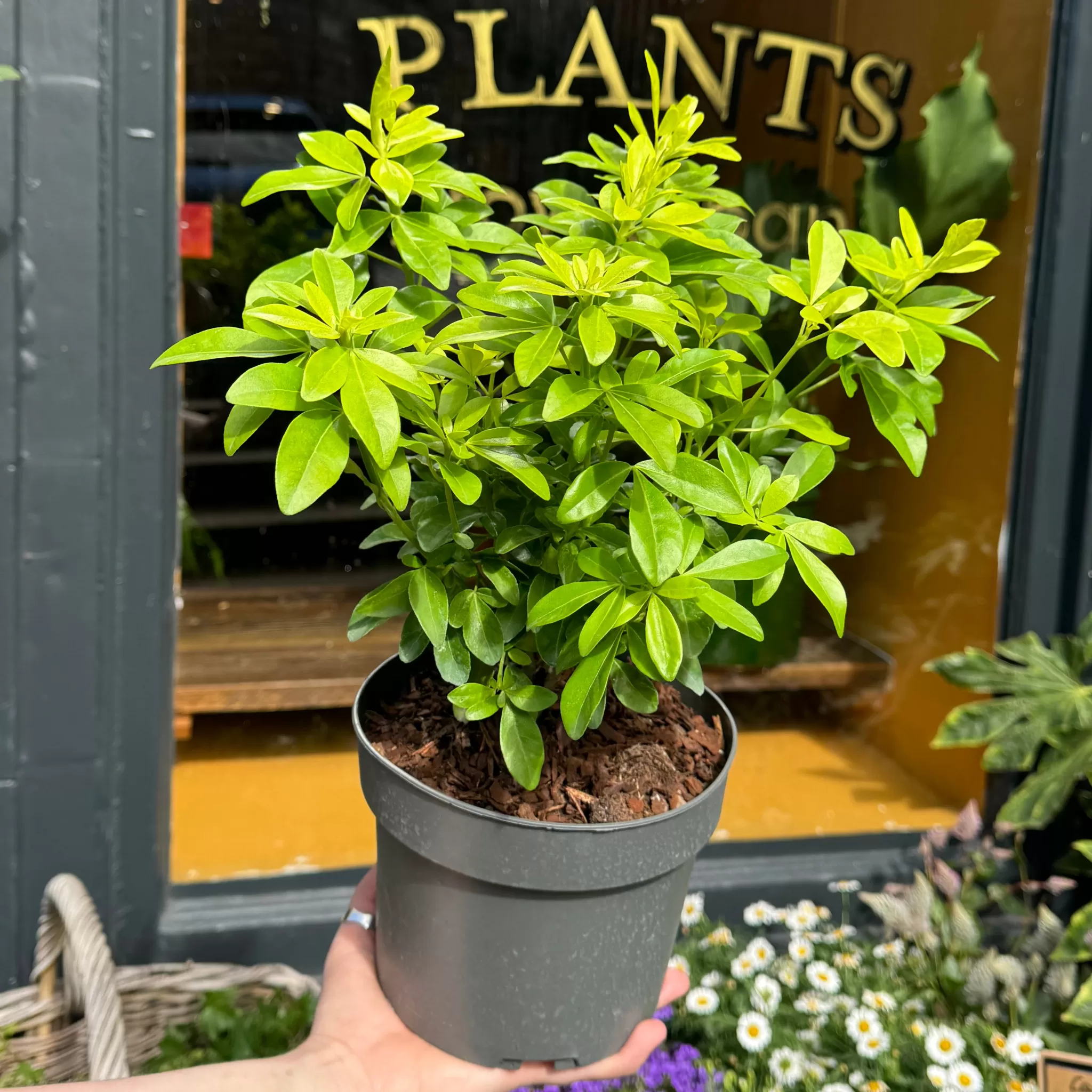 grow urban Choisya Ternata ‘Brica’- Outdoor Plants