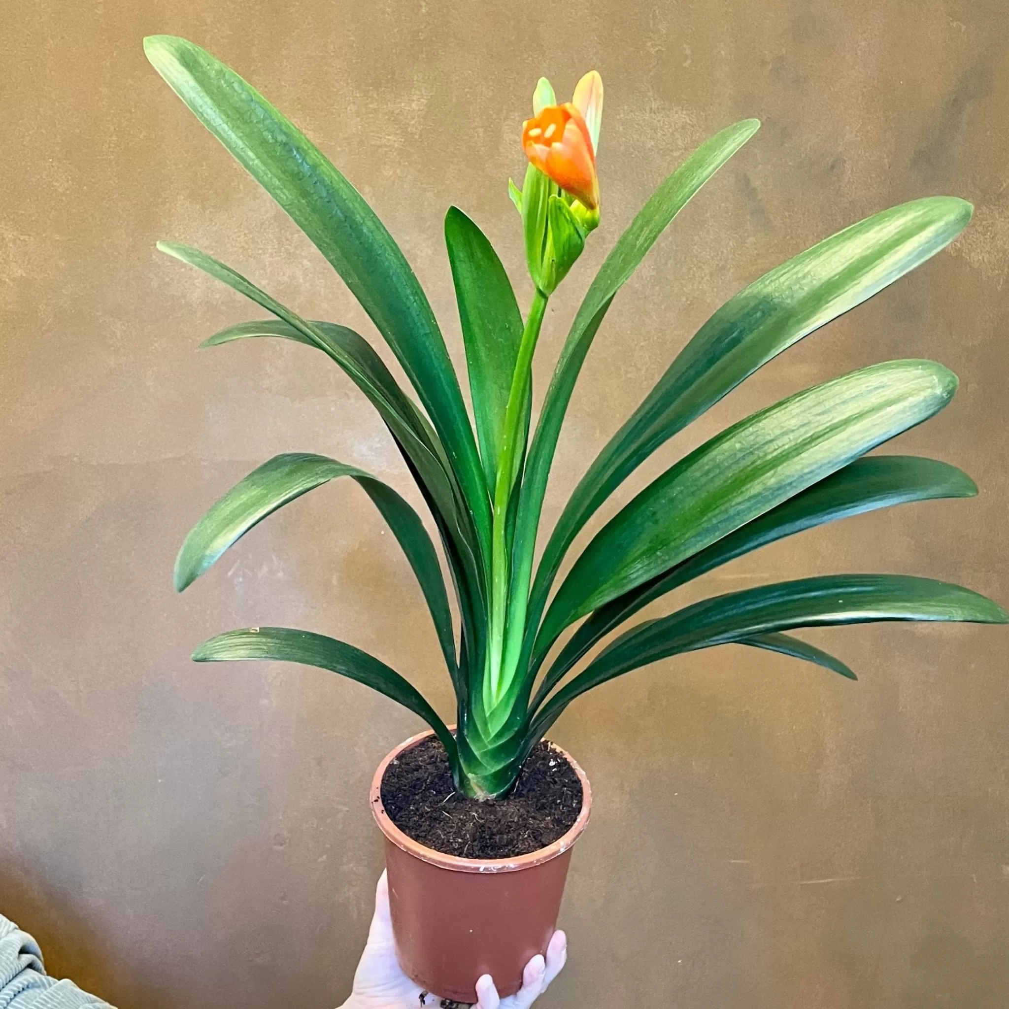 grow urban Clivia Miniata- Foliage Plants