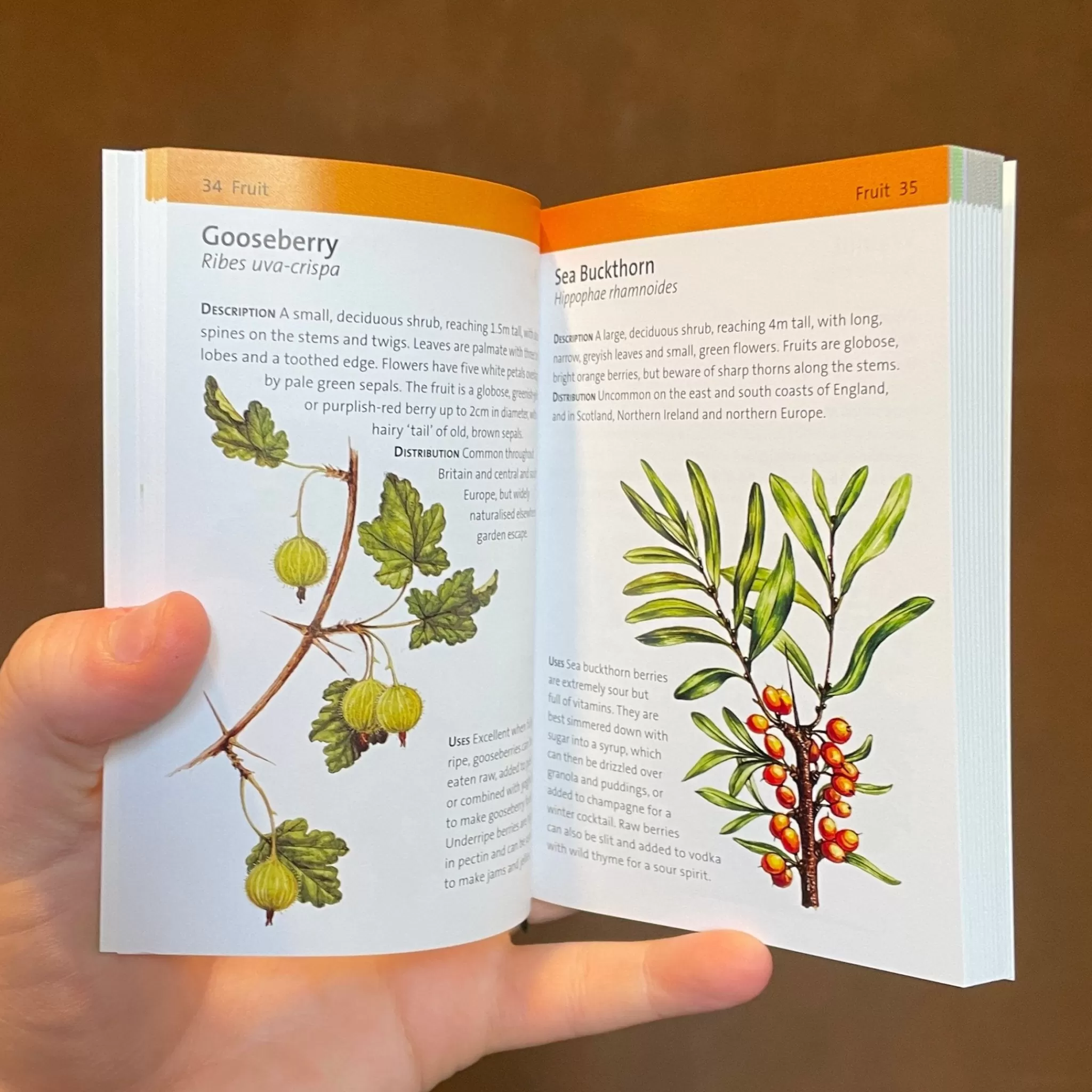 grow urban Concise Foraging Guide- Books | Gift Ideas