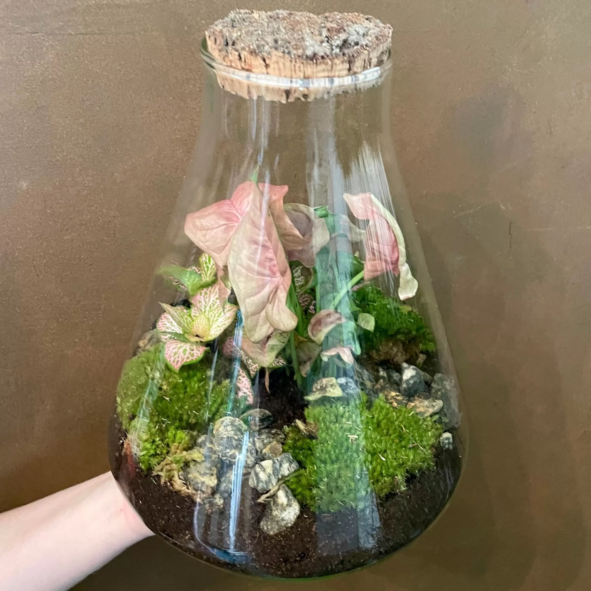 grow urban Conical Terrarium - Aged Cork- Gift Ideas | Gift Ideas