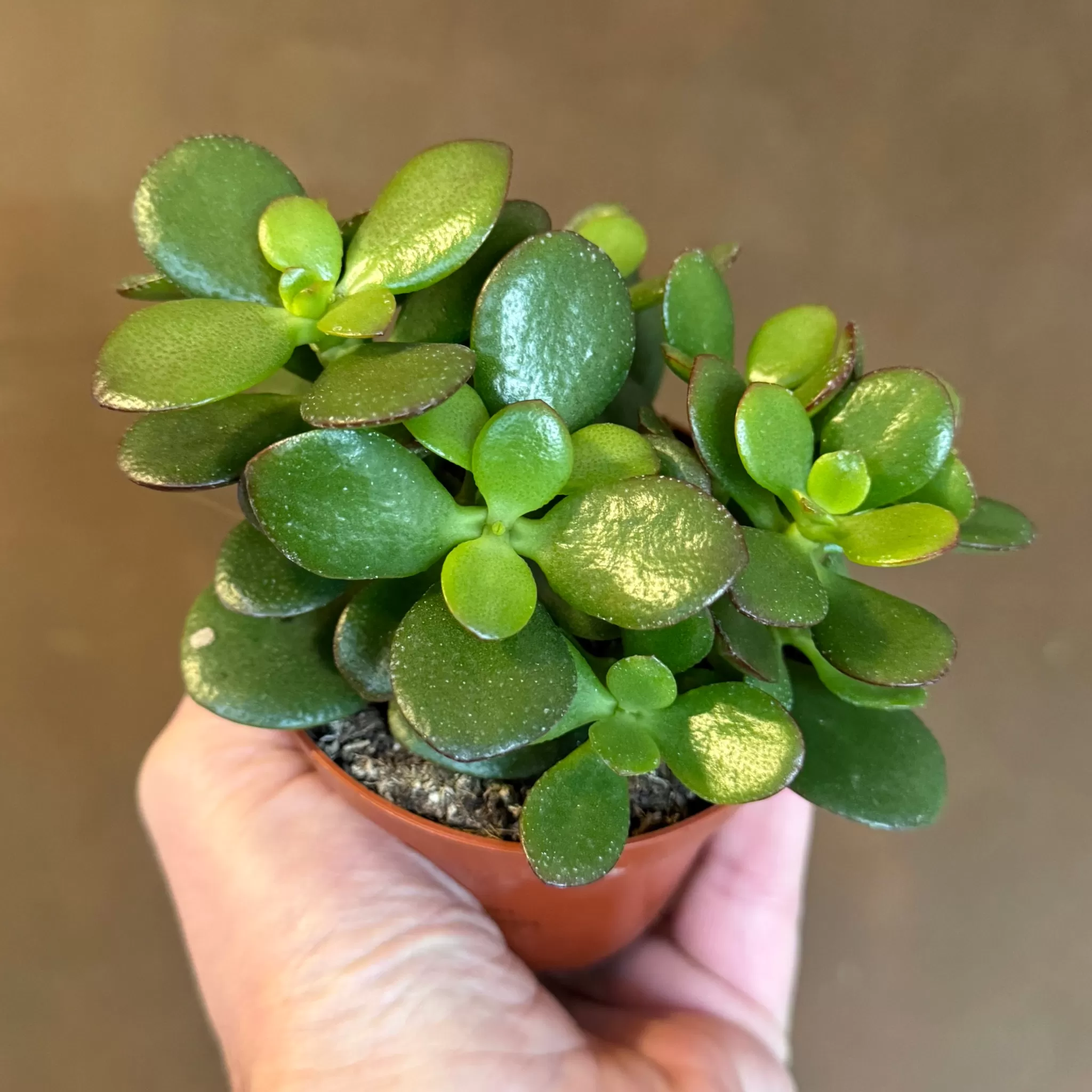 grow urban Crassula Ovata (8.5cm Pot)- Easy Care | Succulents & Cacti