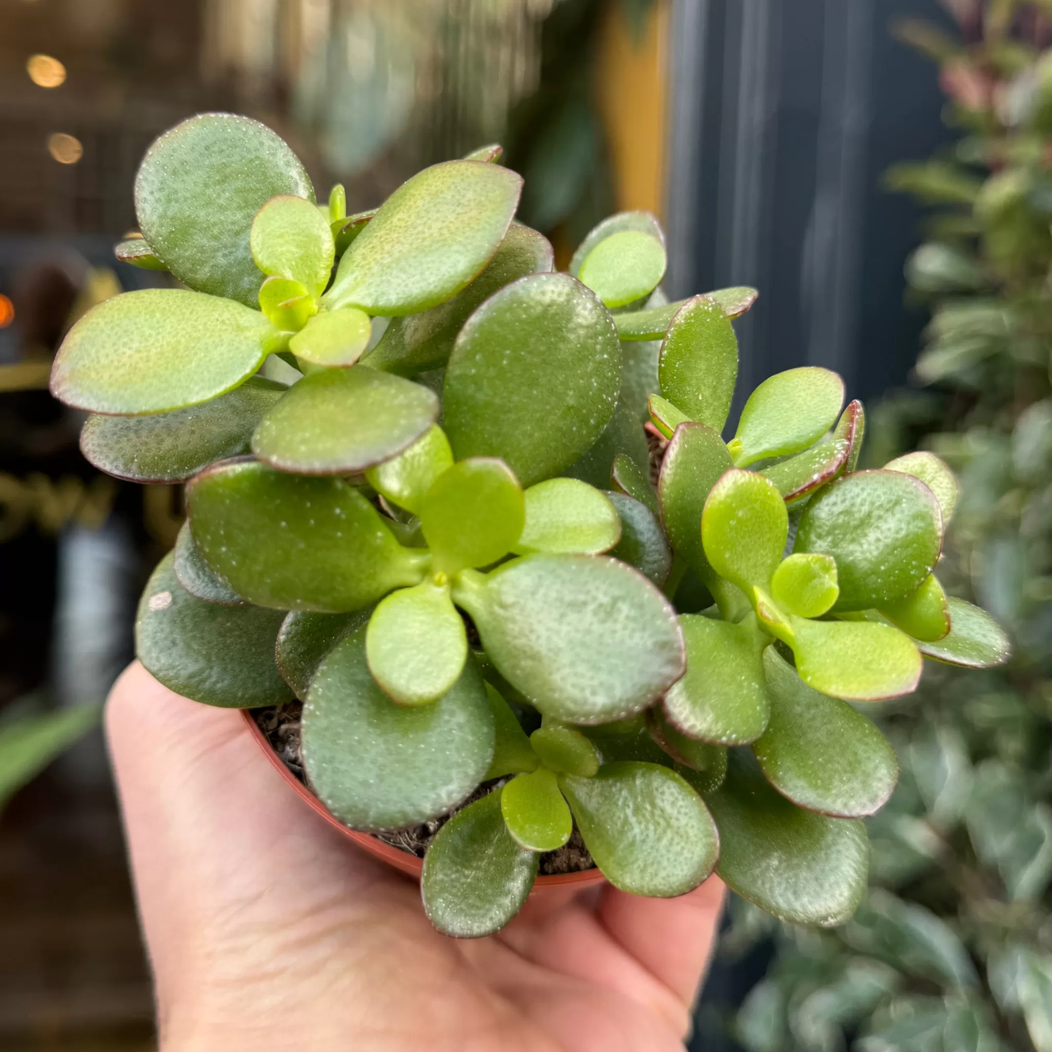 grow urban Crassula Ovata (8.5cm Pot)- Easy Care | Succulents & Cacti