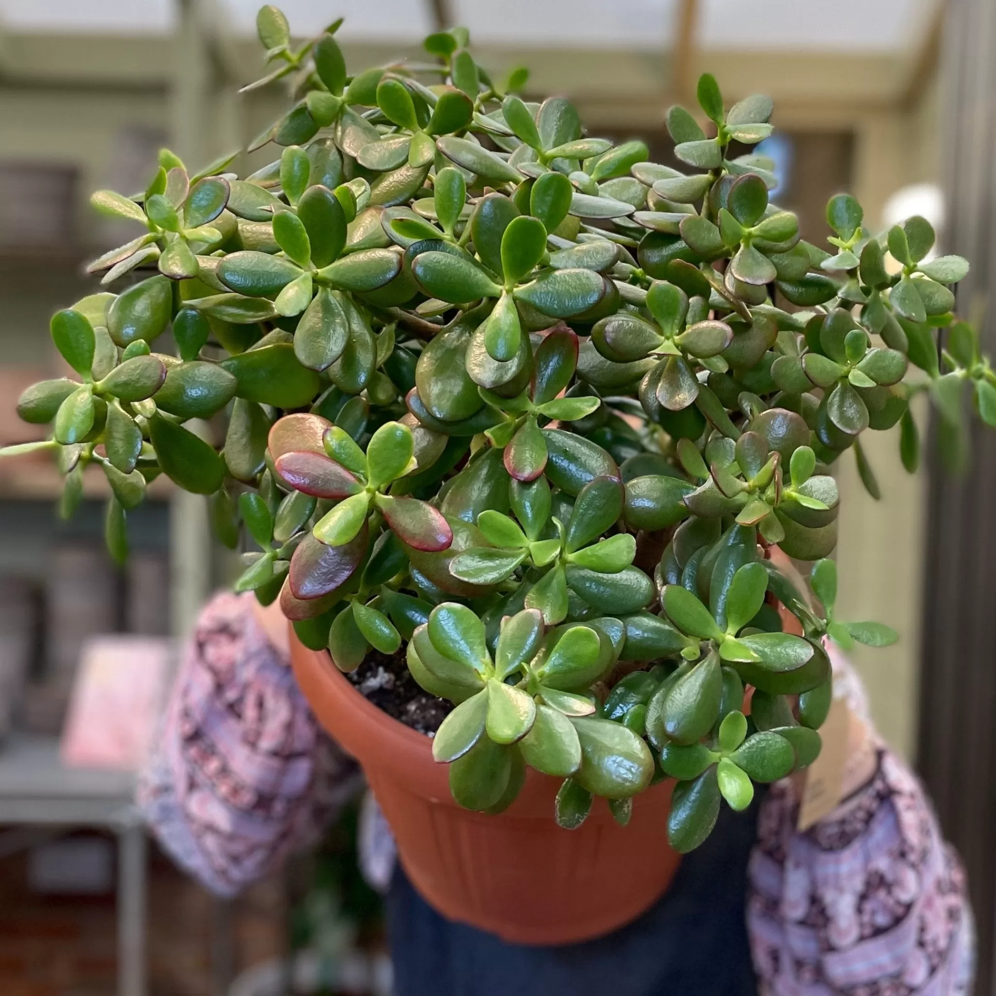 grow urban Crassula Ovata ‘Sunset’ (30cm Pot)- Easy Care | Succulents & Cacti