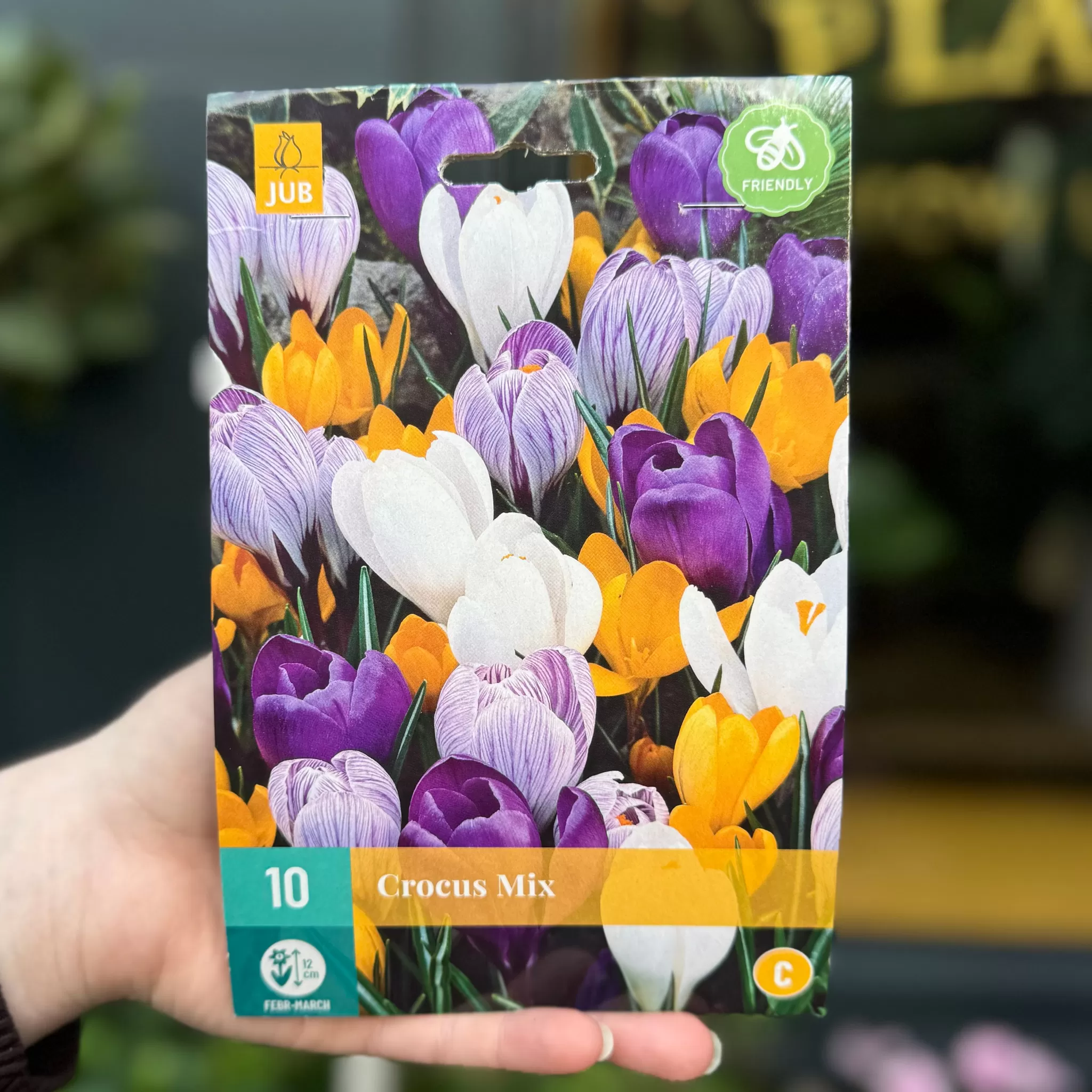 grow urban Crocus Bulbs For Autumn Planting- Seeds & Bulbs | Outdoor Plants