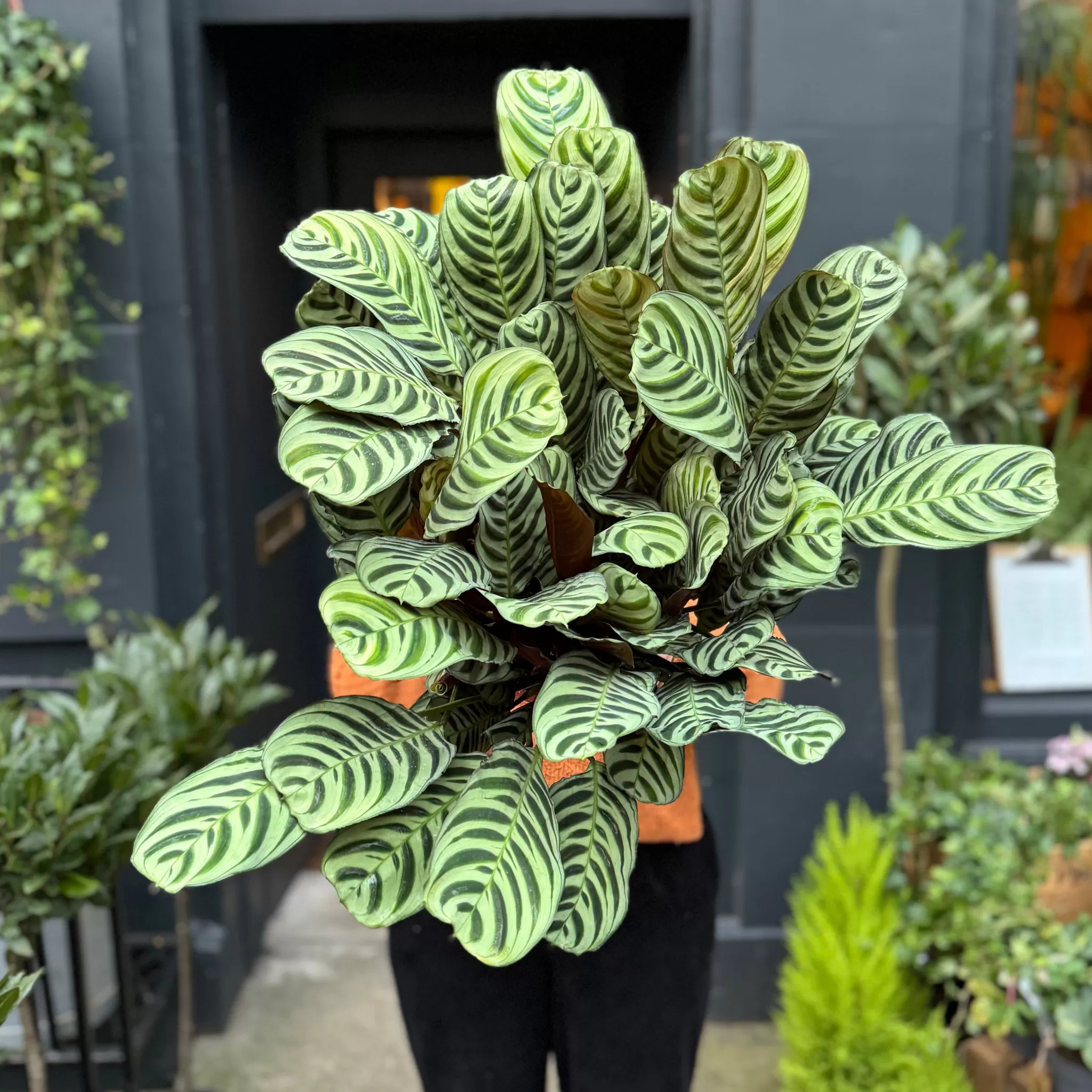 grow urban Ctenanthe Burle-marxii (19cm Pot)- Pet Friendly | Foliage Plants