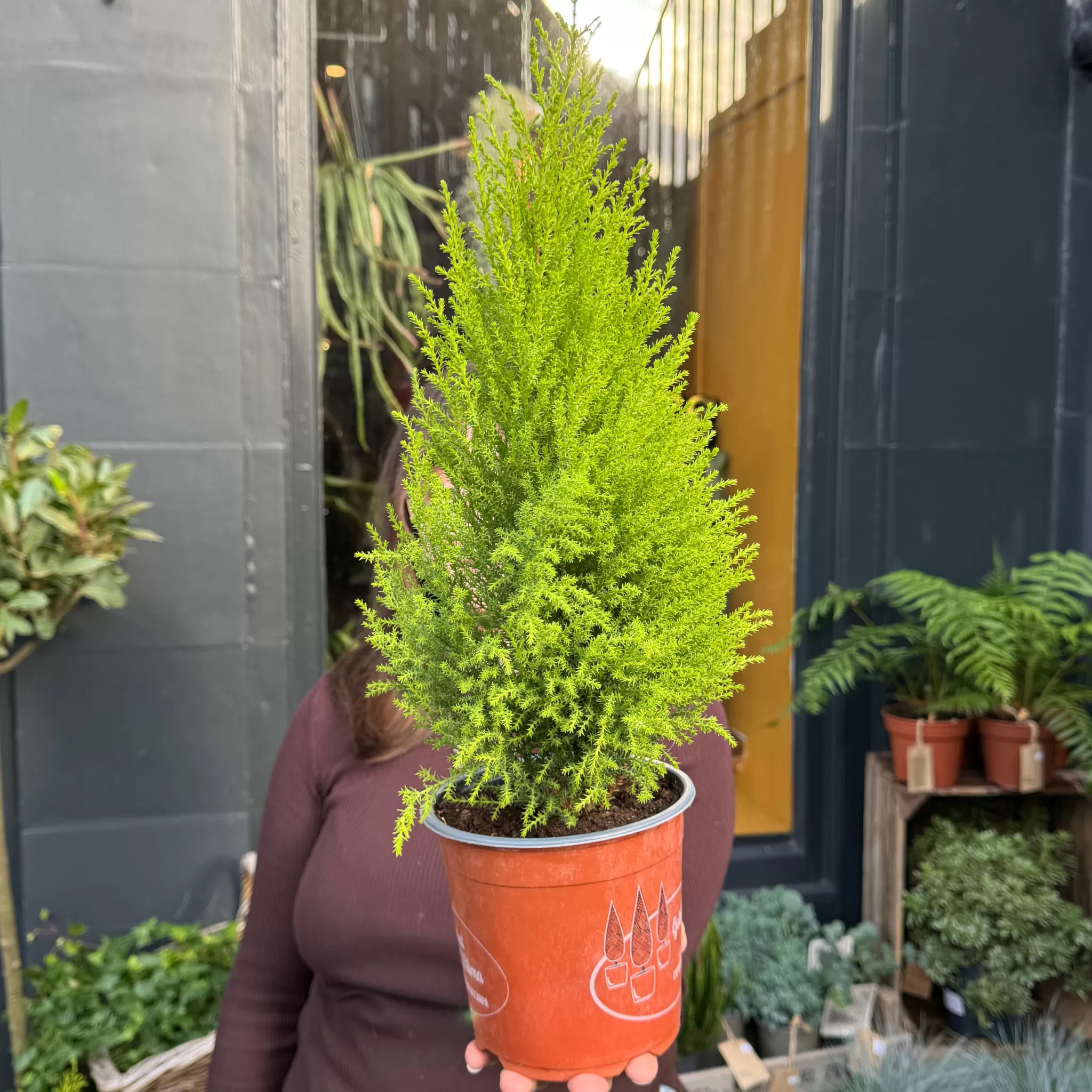 grow urban Cupressus Macrocarpa 'Goldcrest Wilma'- Outdoor Plants