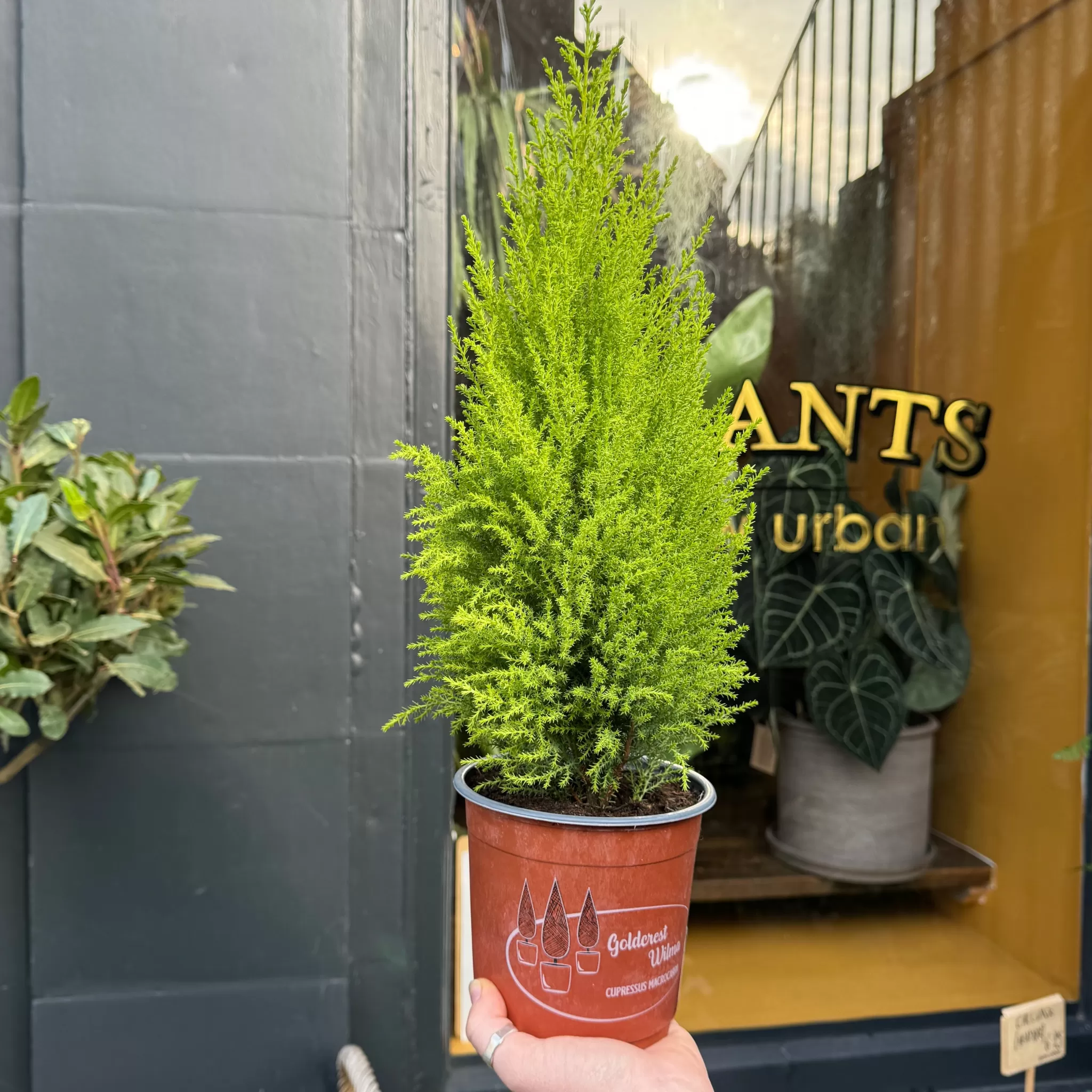 grow urban Cupressus Macrocarpa 'Goldcrest Wilma'- Outdoor Plants