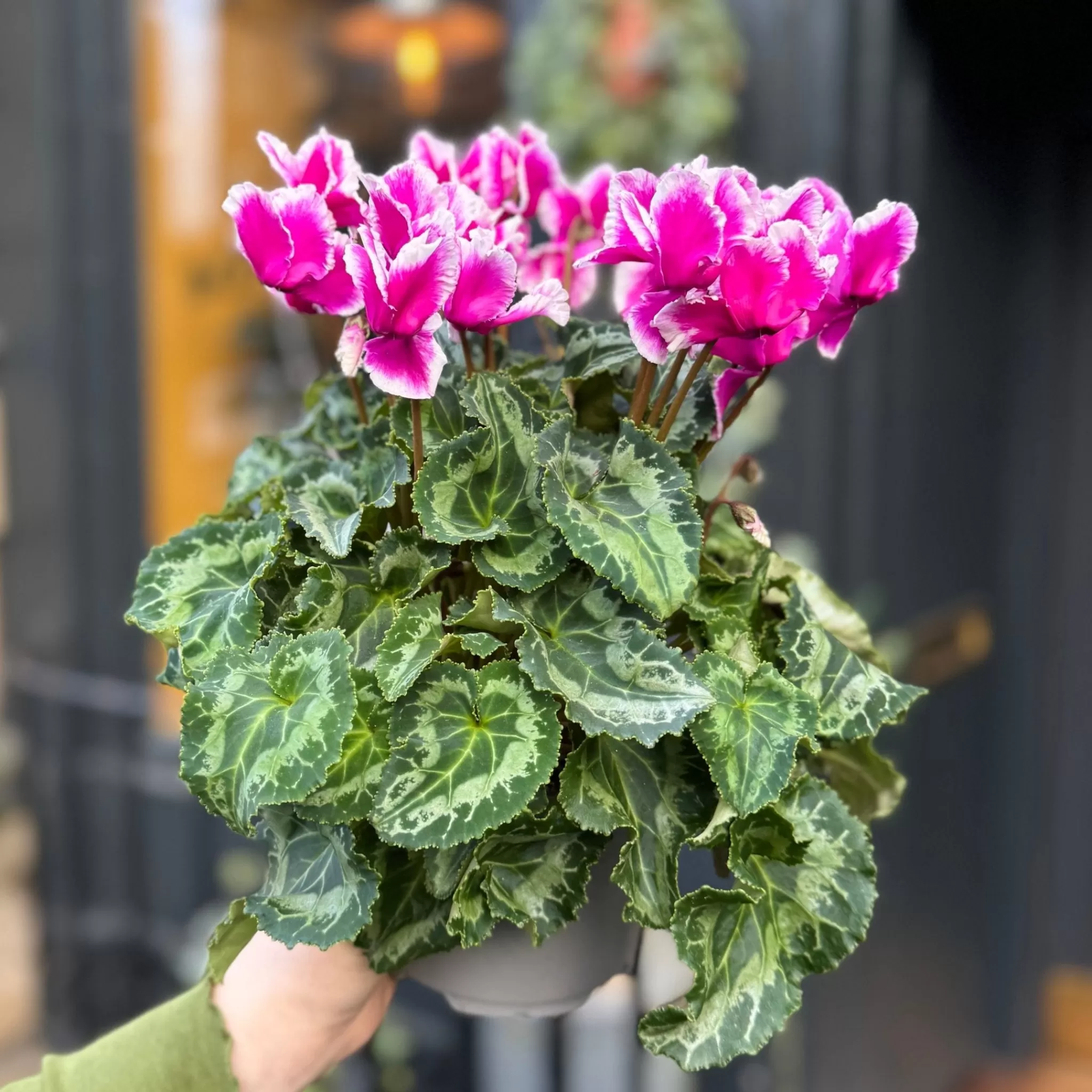 grow urban Cyclamen 'Abanico'- Outdoor Plants