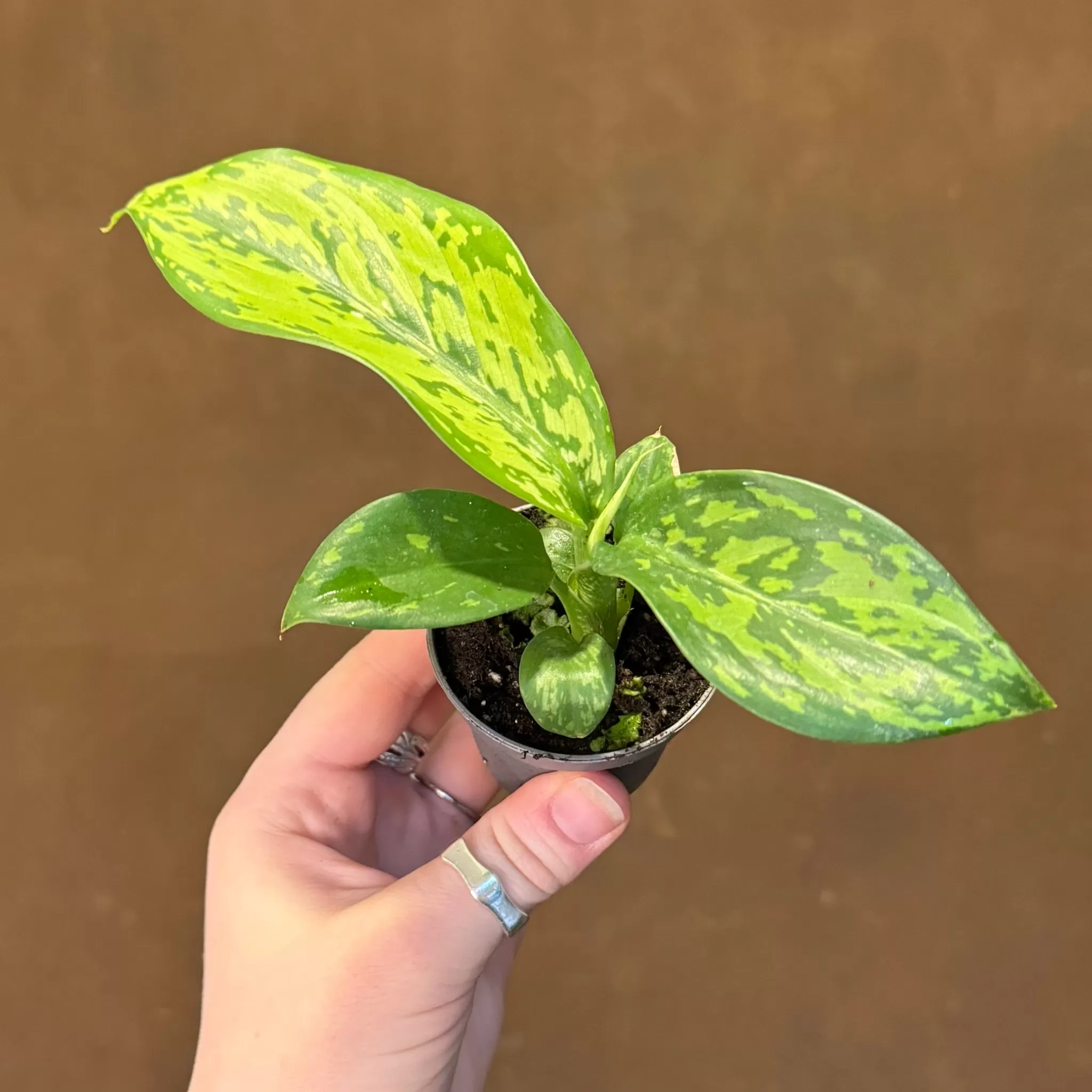 grow urban Dieffenbachia 'Crocodile' (mini)- Rarely Seen | Foliage Plants