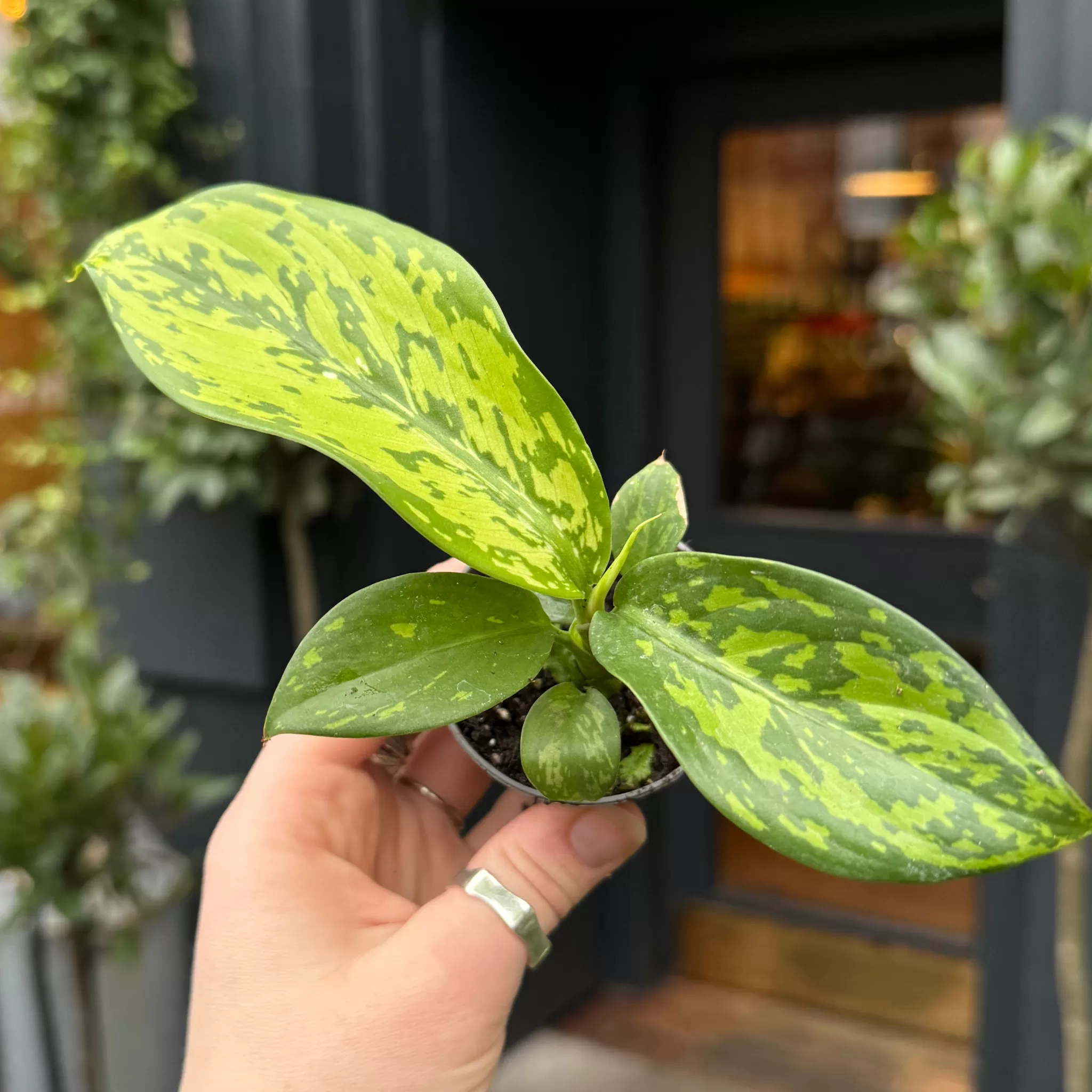 grow urban Dieffenbachia 'Crocodile' (mini)- Rarely Seen | Foliage Plants