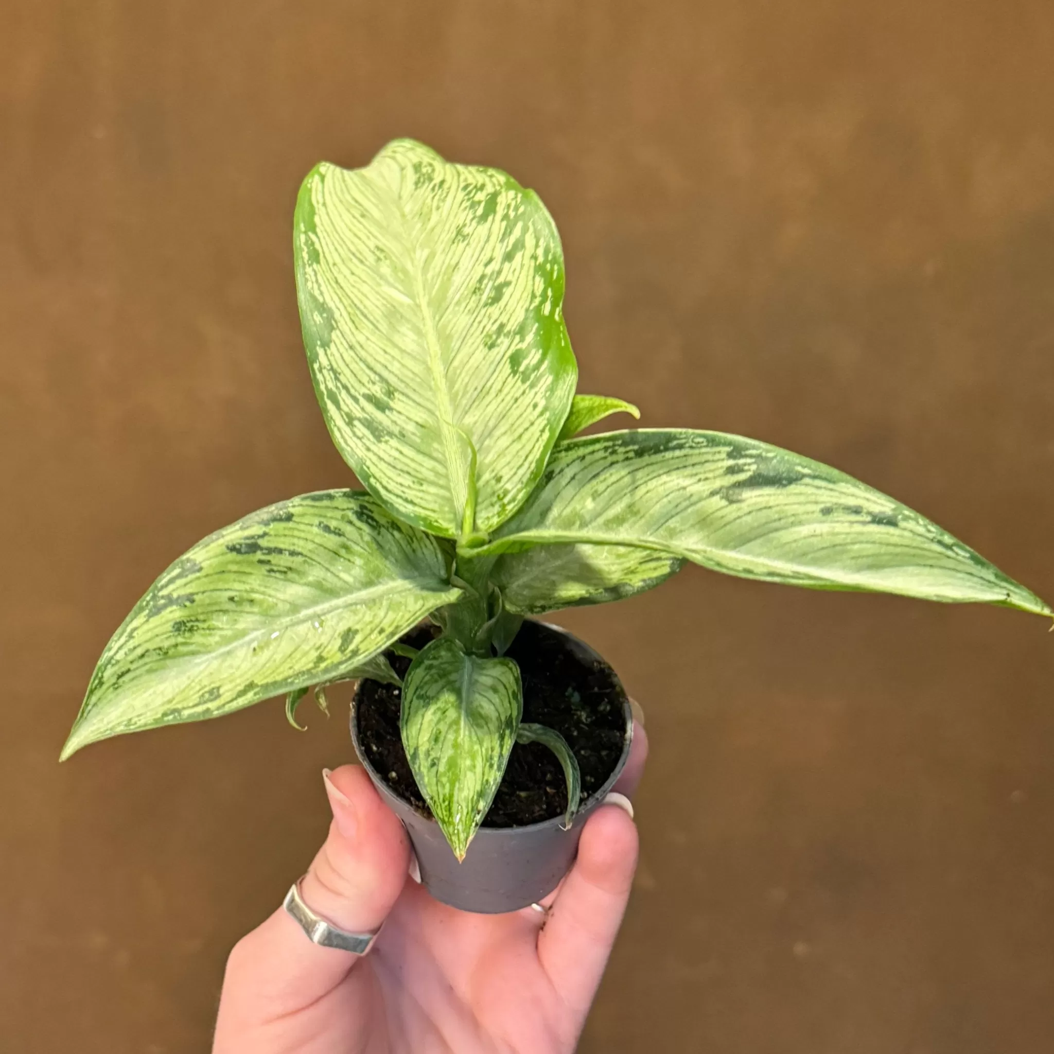 grow urban Dieffenbachia 'Snow' (mini)- Rarely Seen | Foliage Plants
