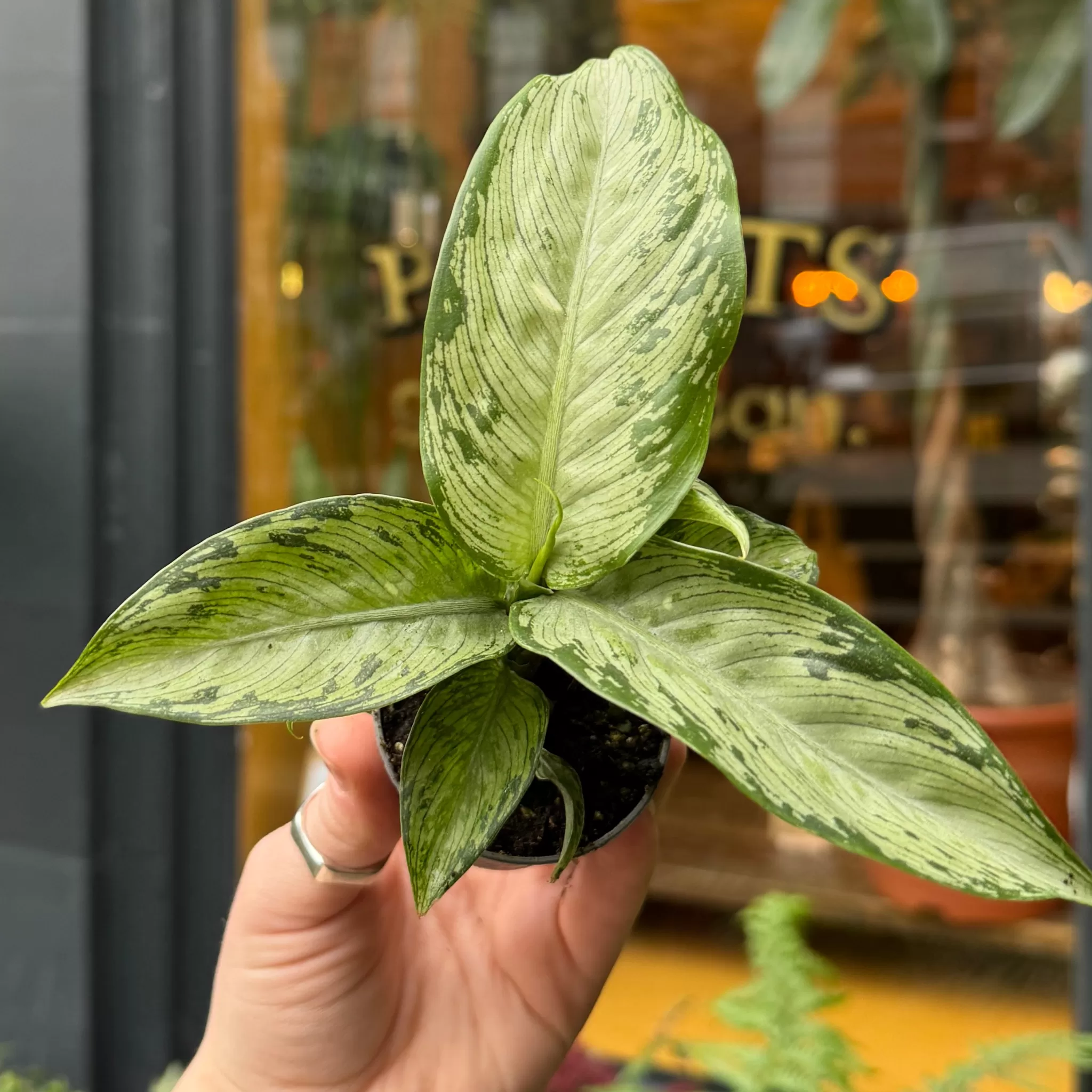 grow urban Dieffenbachia 'Snow' (mini)- Rarely Seen | Foliage Plants