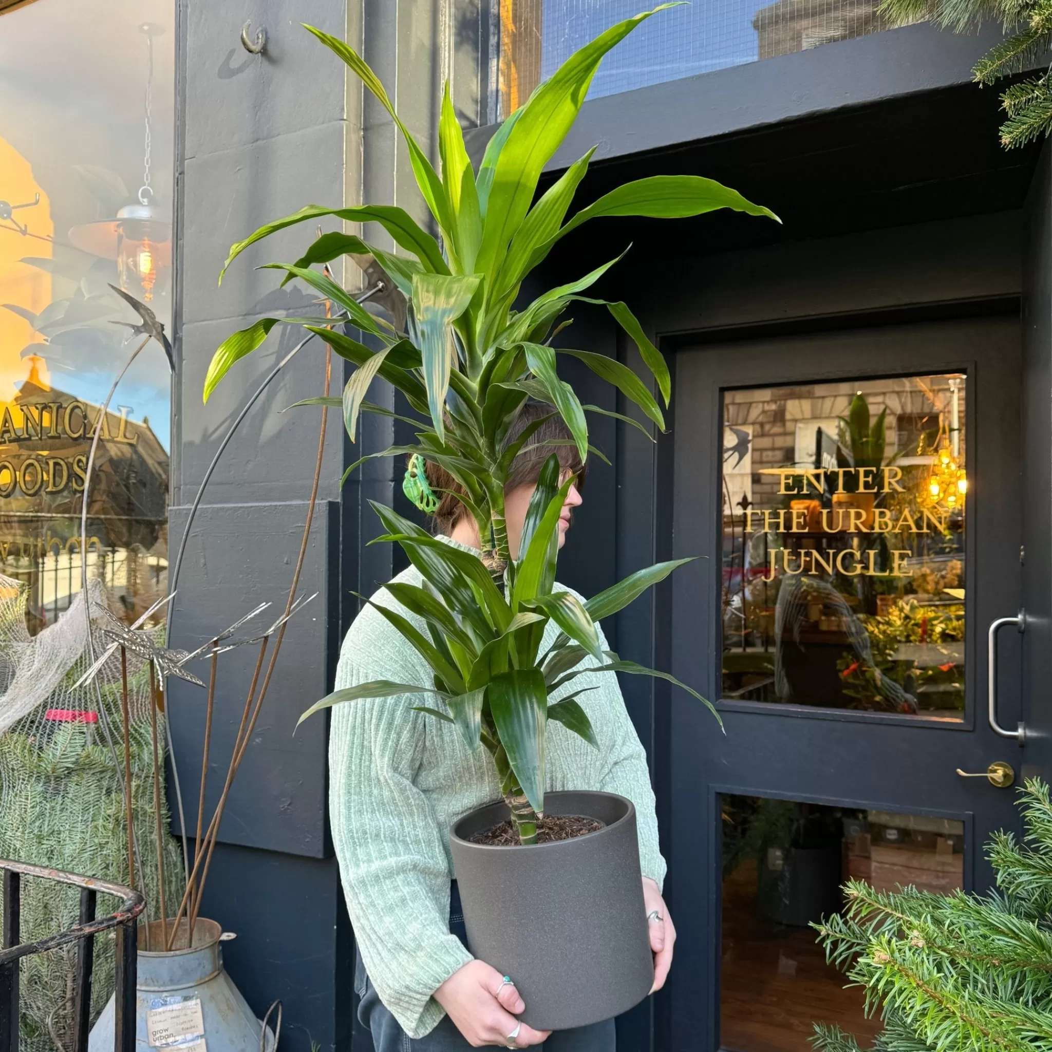 grow urban Dracaena ‘Janet Craig’ (90cm)- Top Air Purifying | Shade Tolerant
