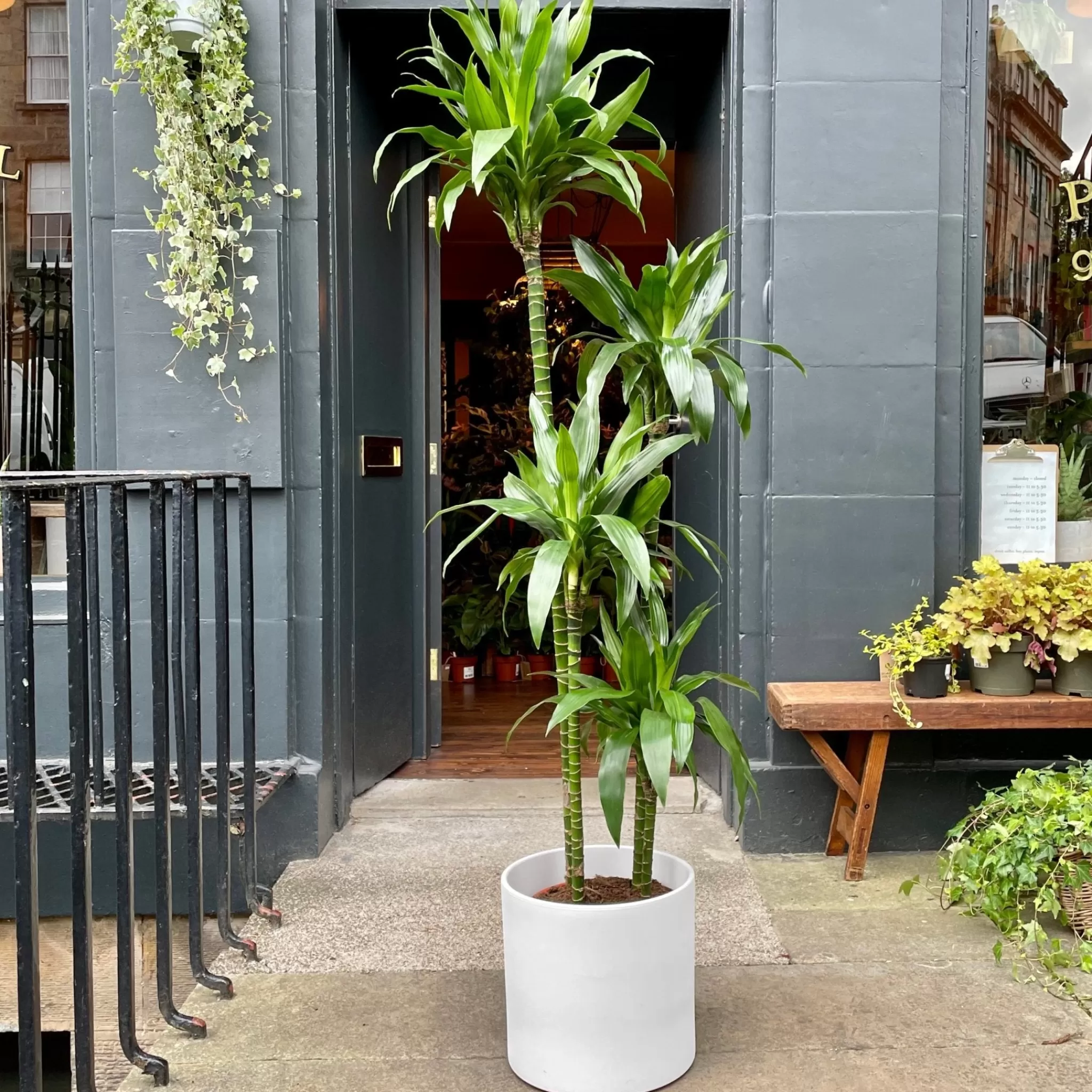 grow urban Dracaena ‘Janet Craig' (180cm)- Top Air Purifying | Shade Tolerant