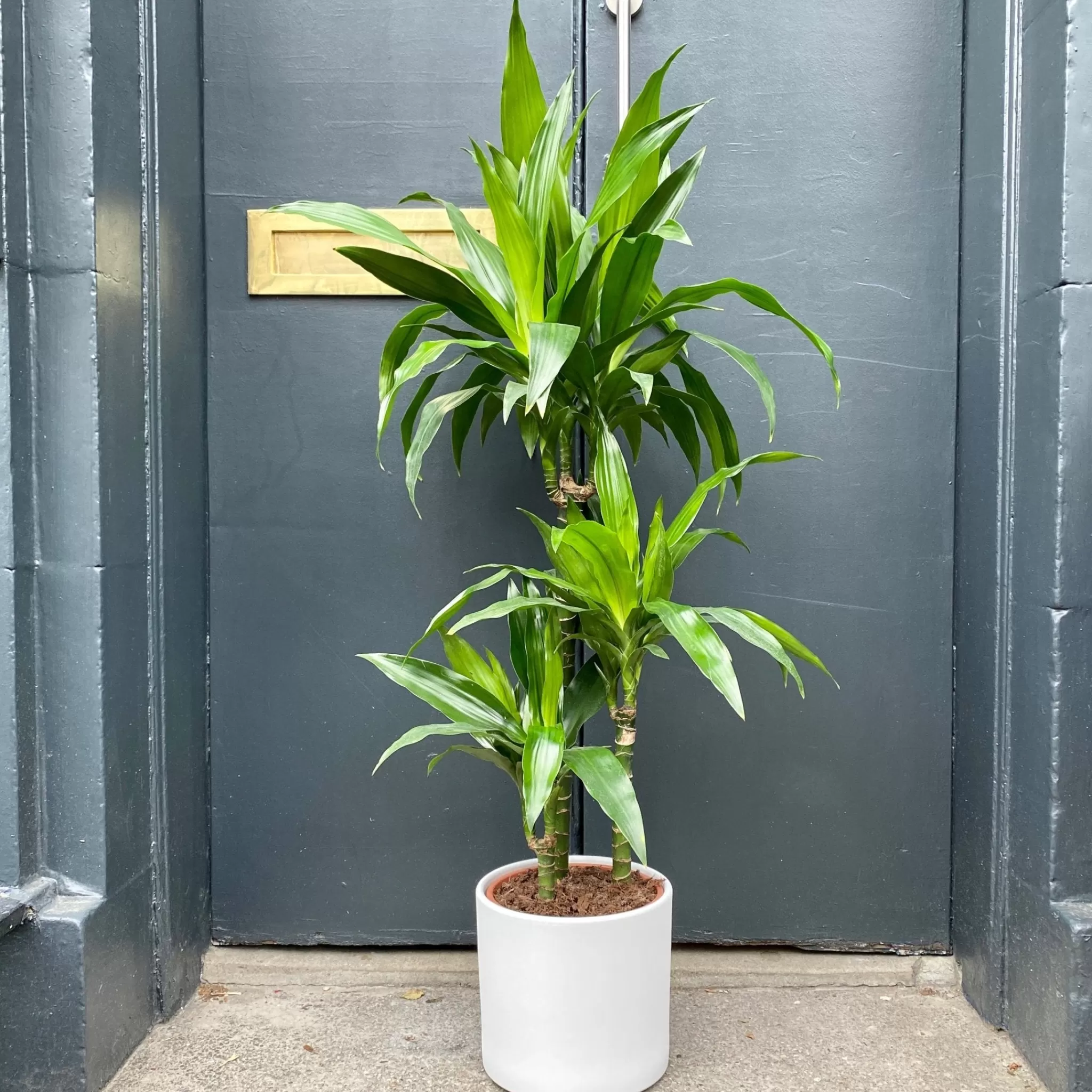 grow urban Dracaena 'Janet Craig' (120cm)- Top Air Purifying | Shade Tolerant