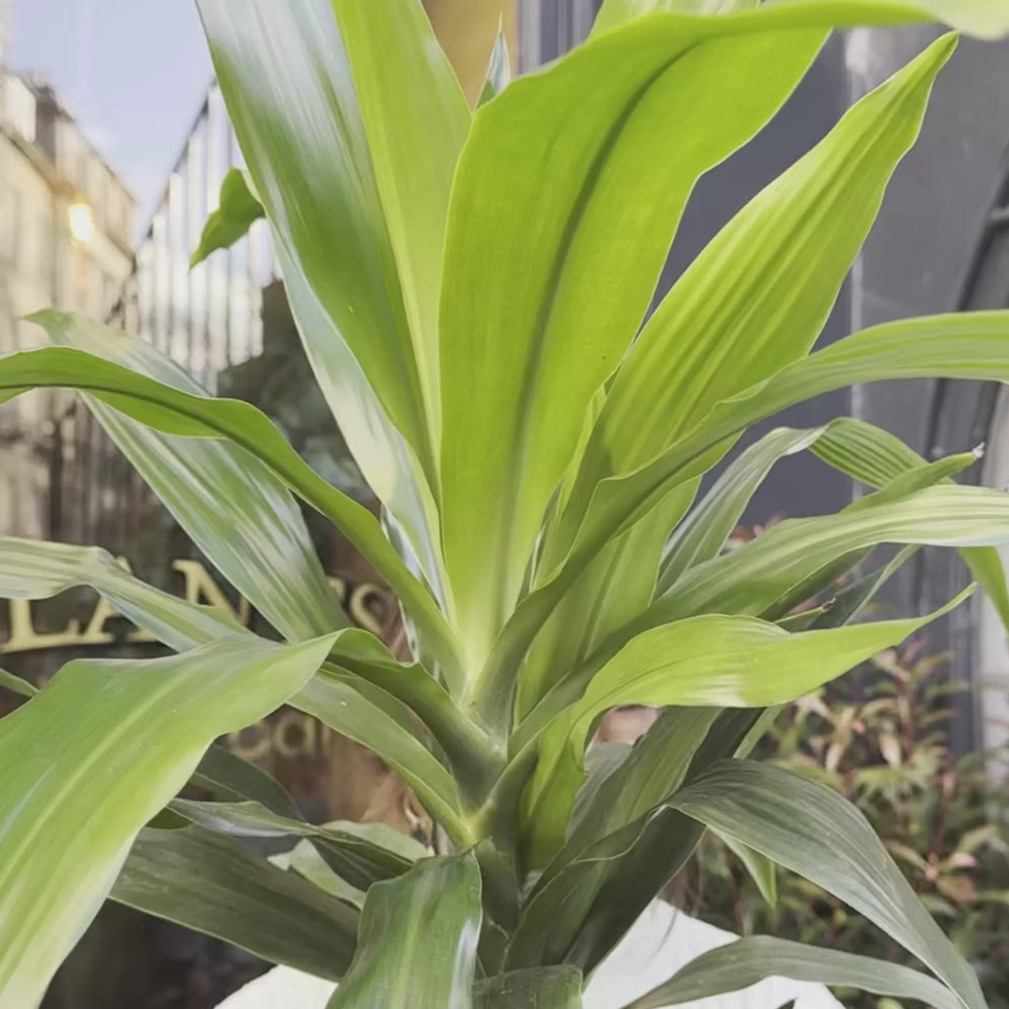 grow urban Dracaena ‘Janet Craig’ (90cm)- Top Air Purifying | Shade Tolerant