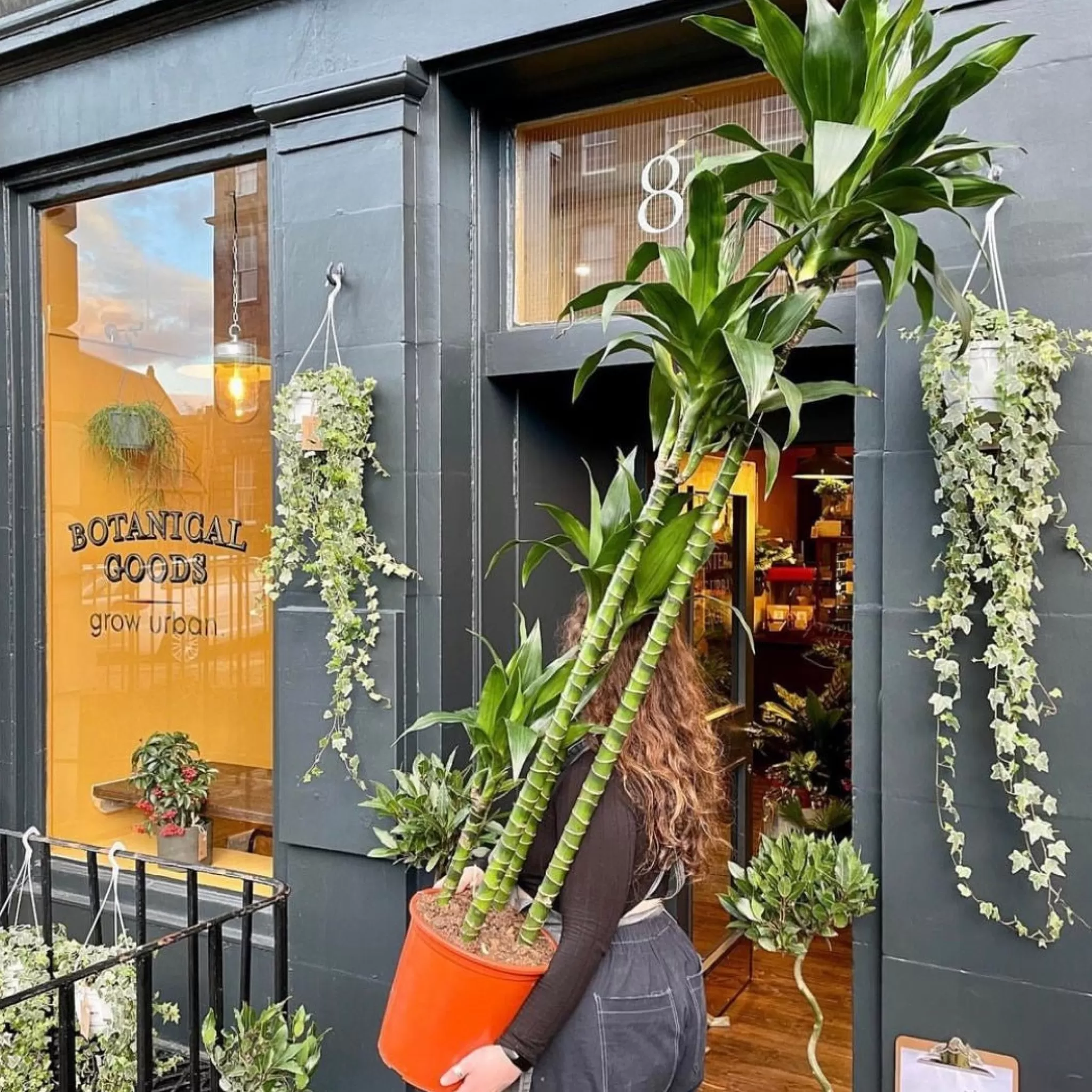 grow urban Dracaena ‘Janet Craig' (180cm)- Top Air Purifying | Shade Tolerant